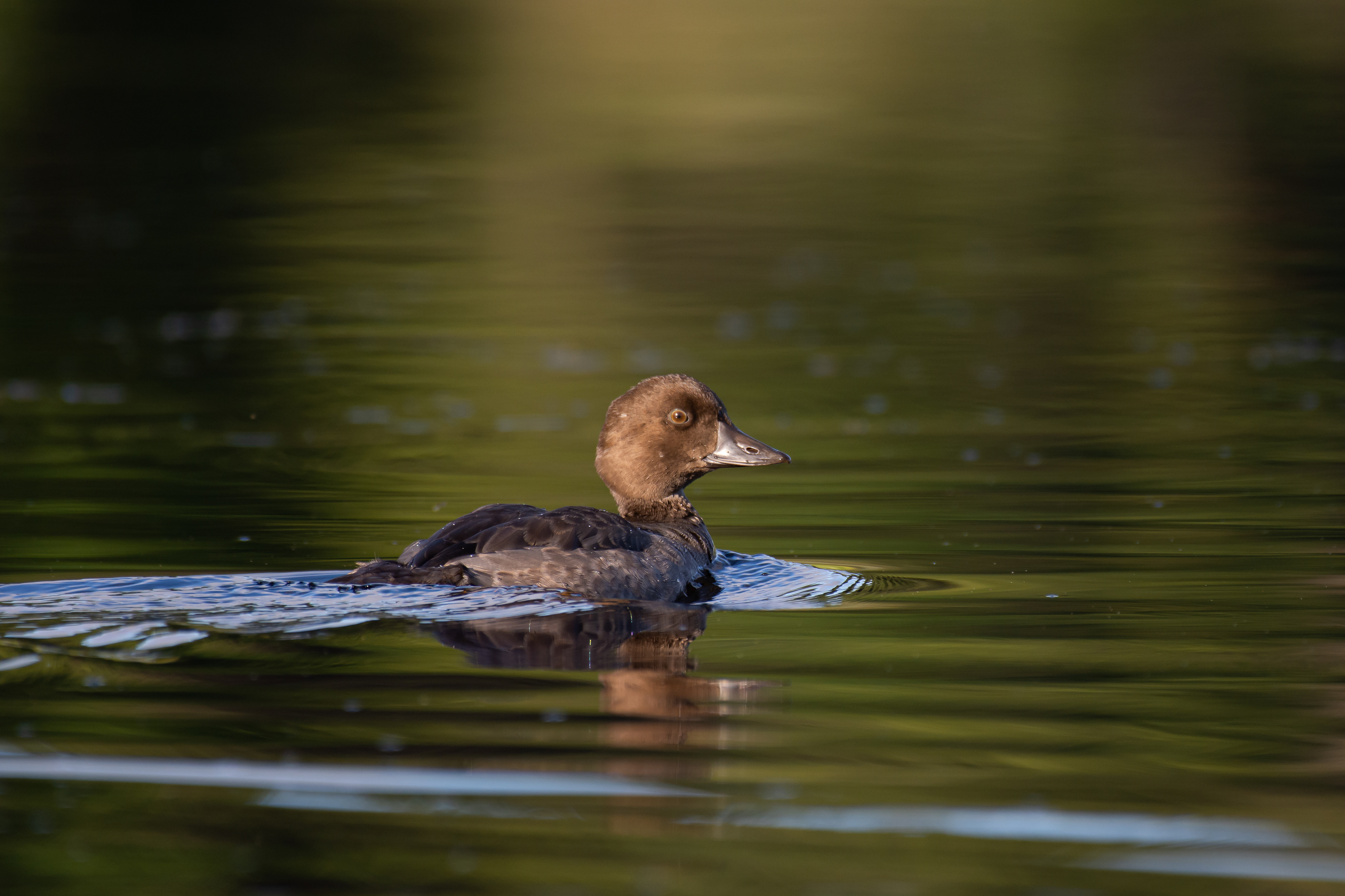 Redhead duck (female)?