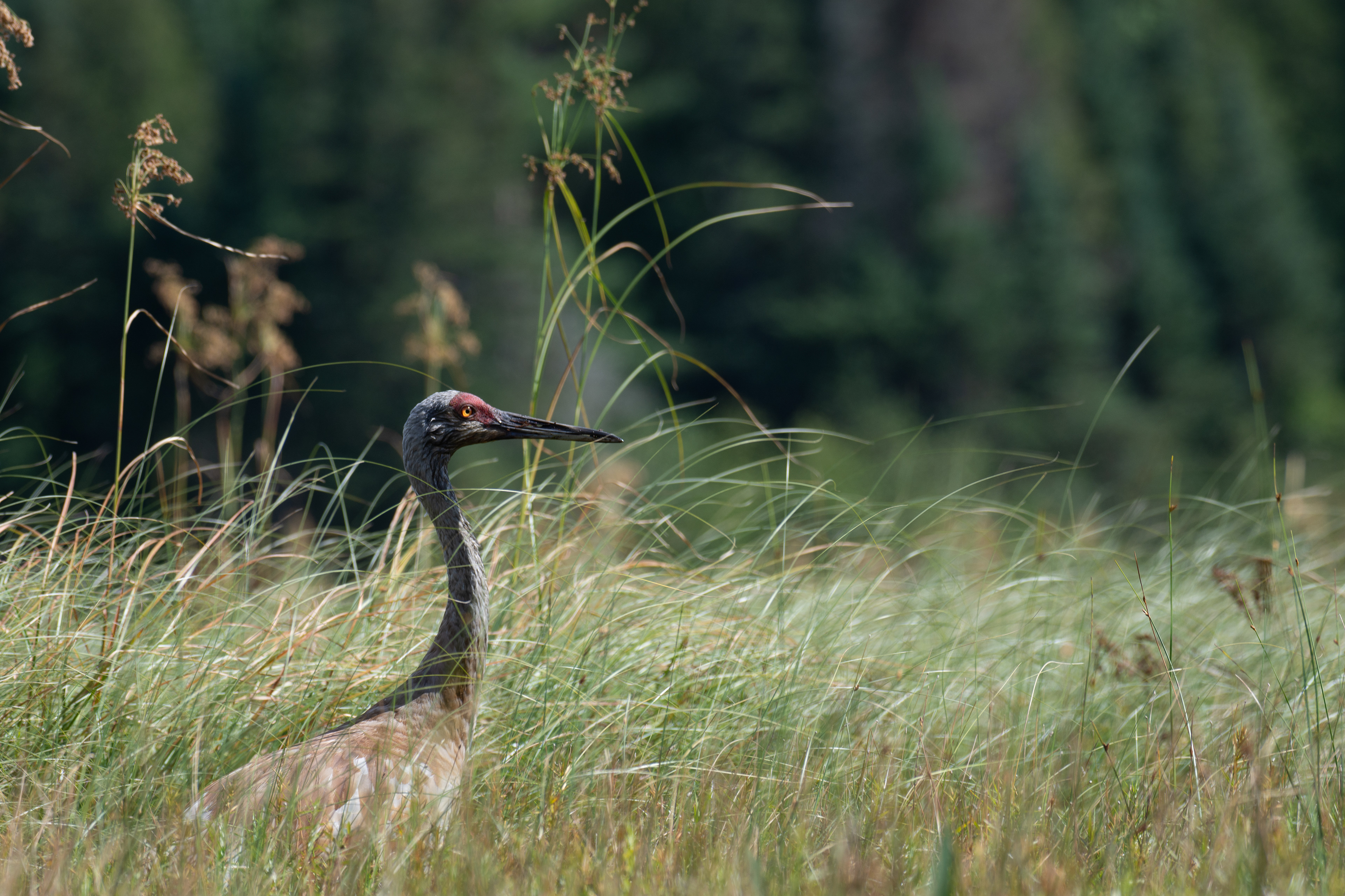 Sandhill crane.