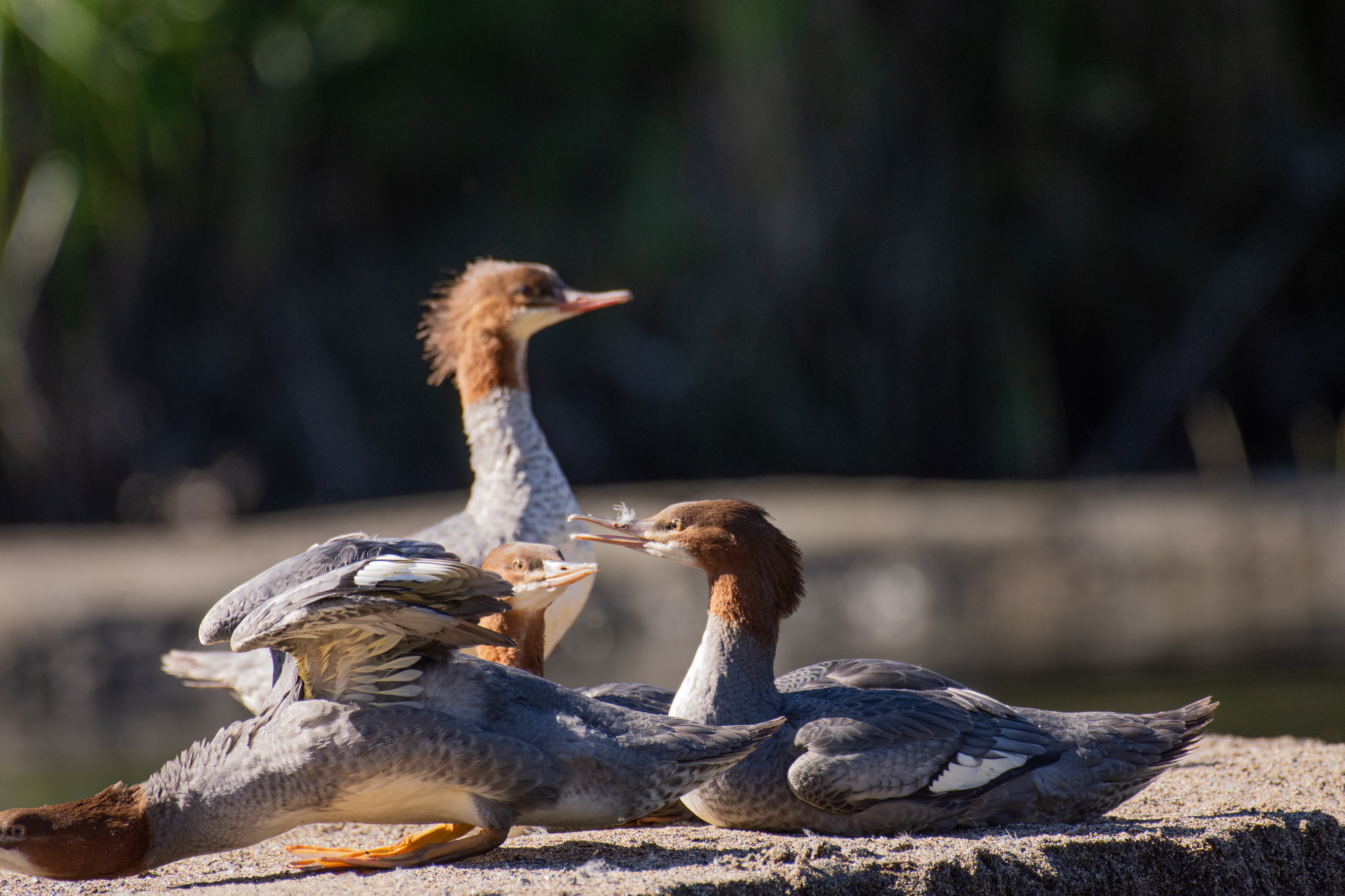 Red-breasted merganser (female/non-breeding male).