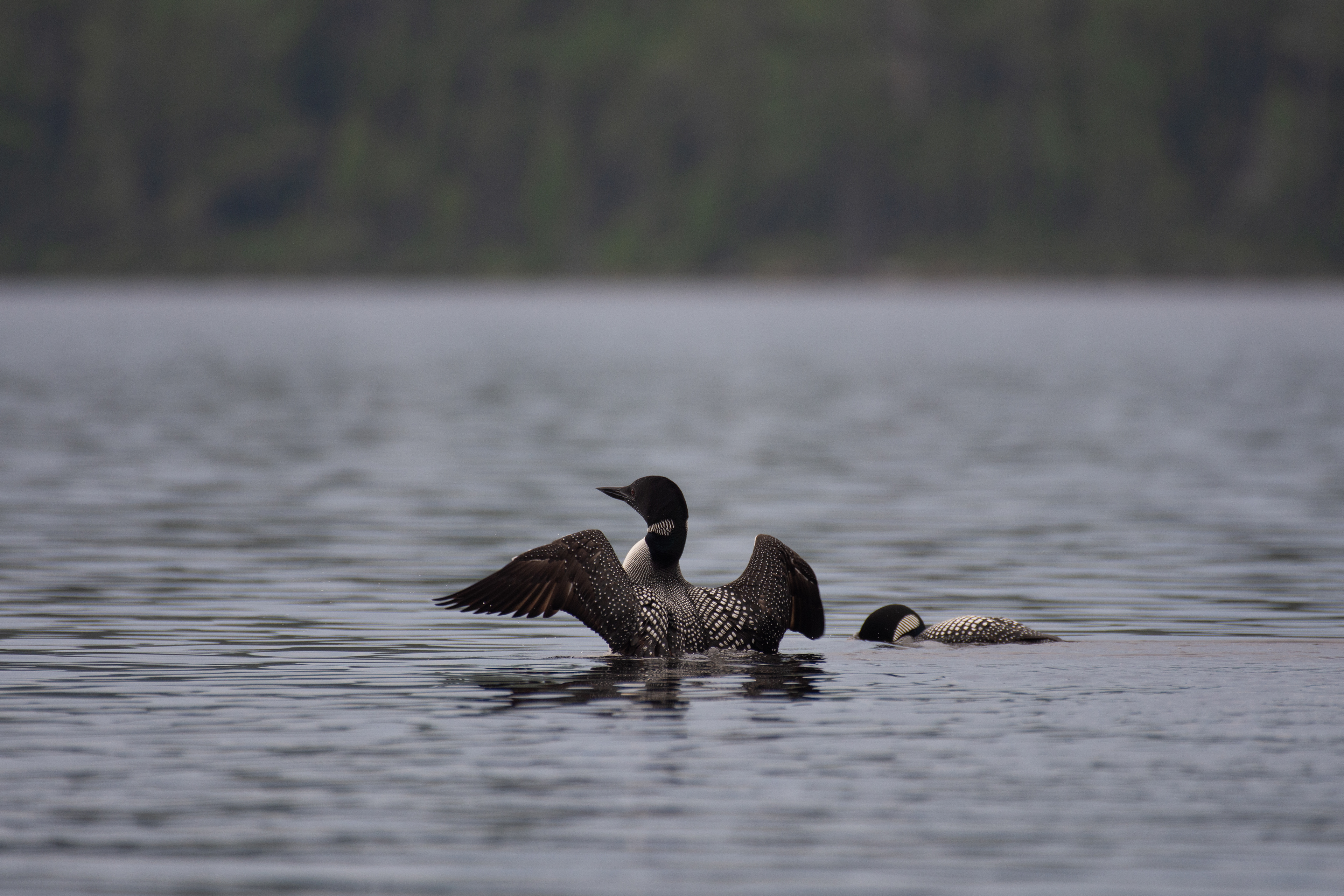 Common loon.