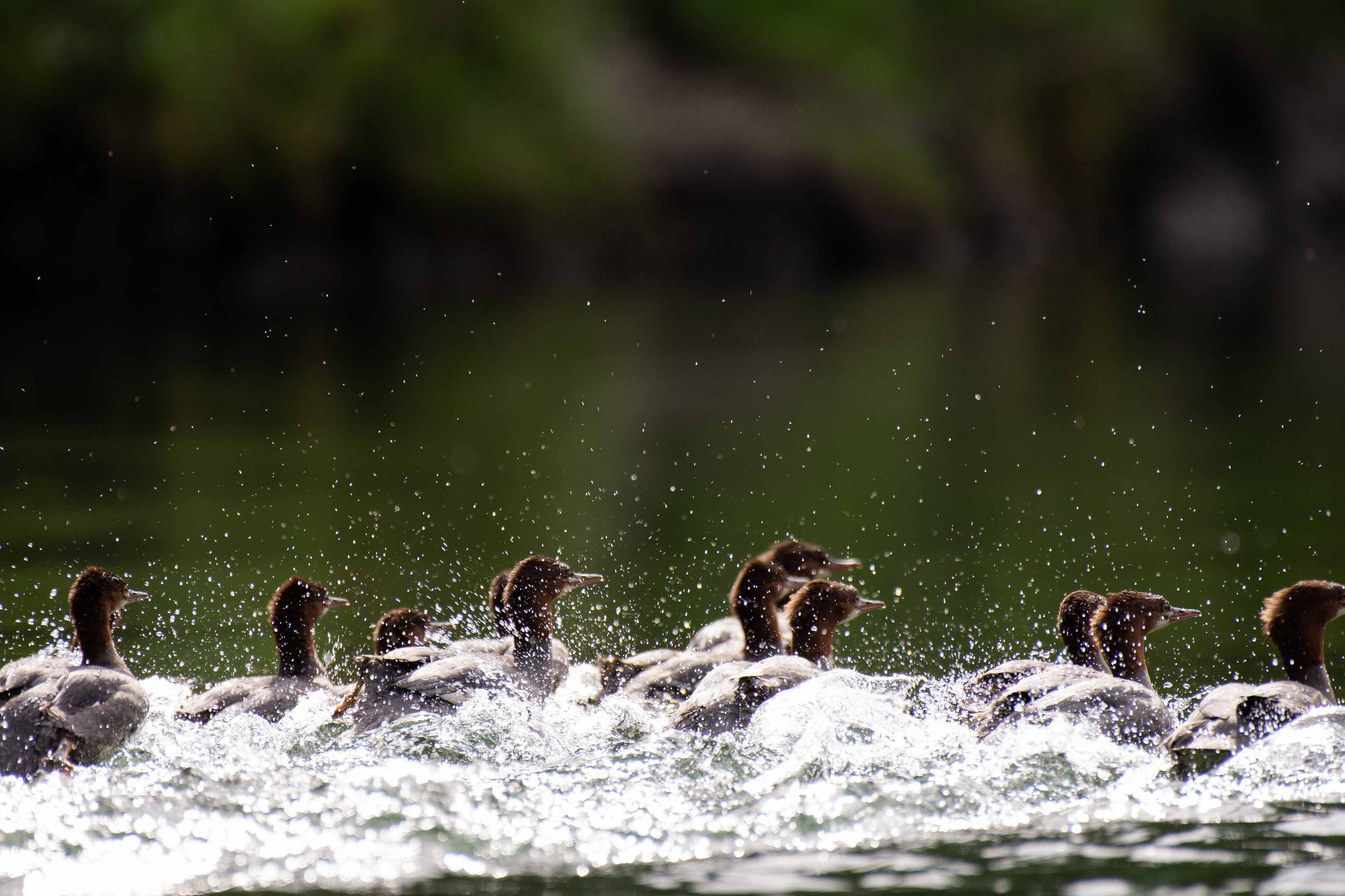 Red-breasted merganser (female/non-breeding male).