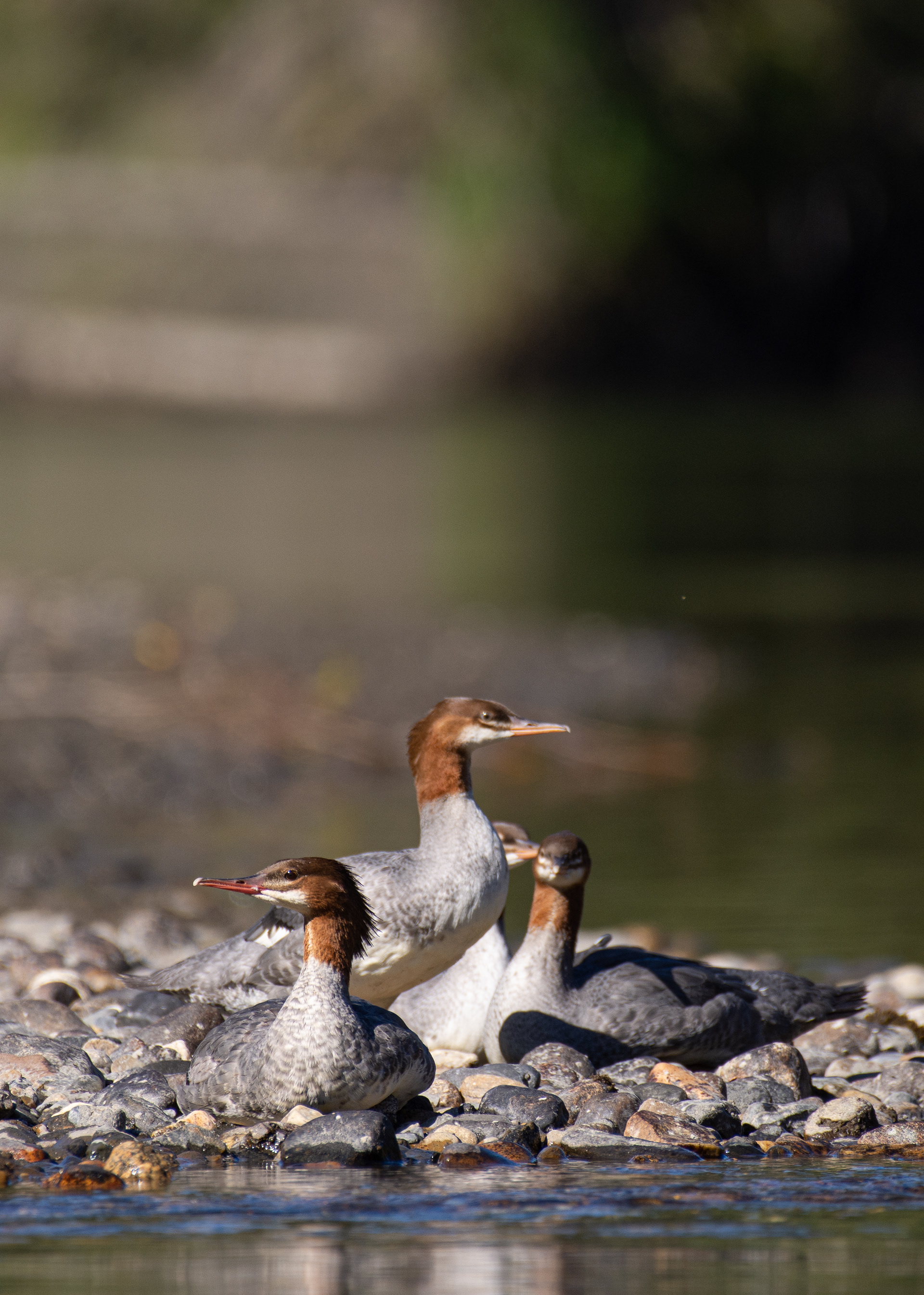Red-breasted merganser (female/non-breeding male).