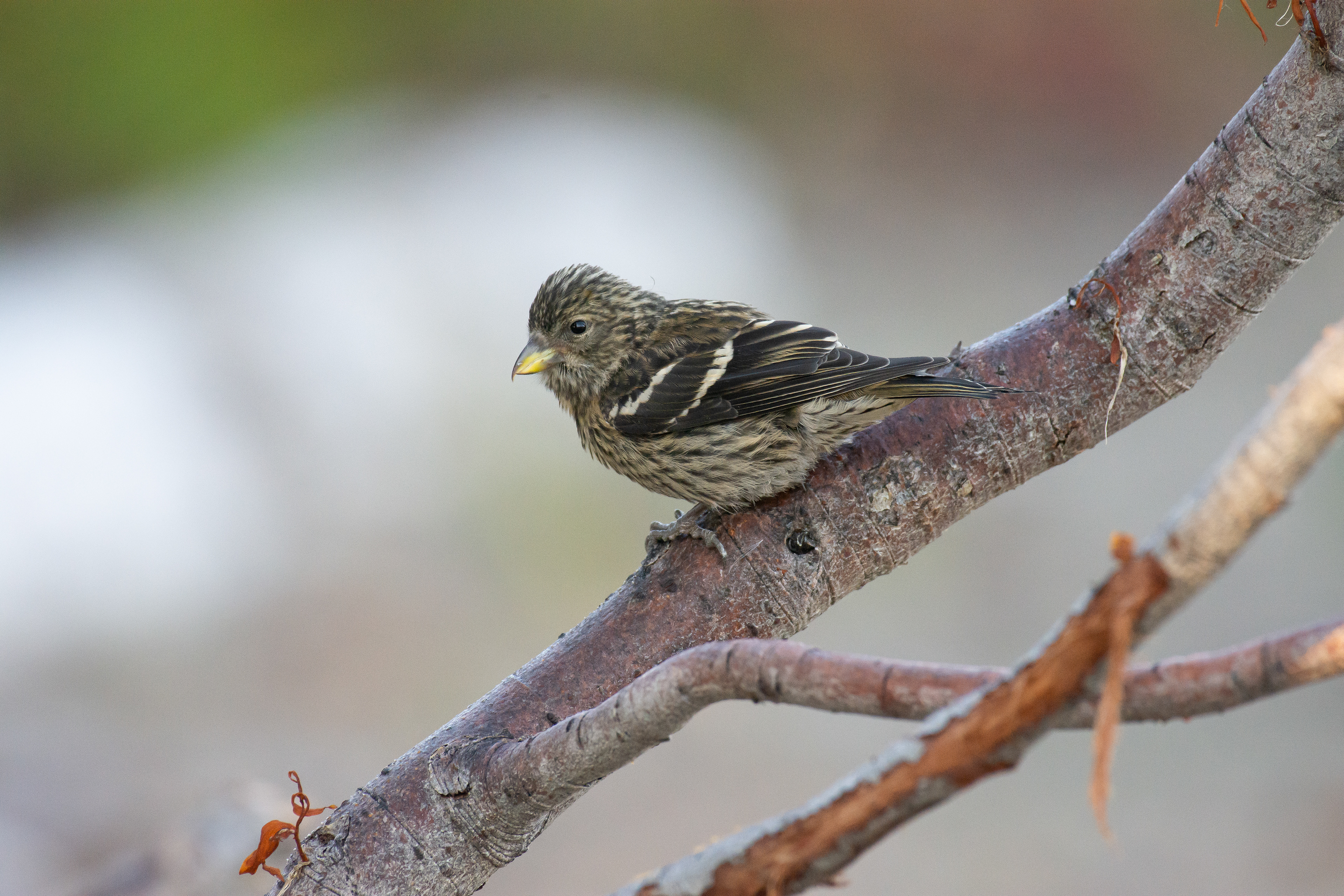 White-winged crossbill (female).