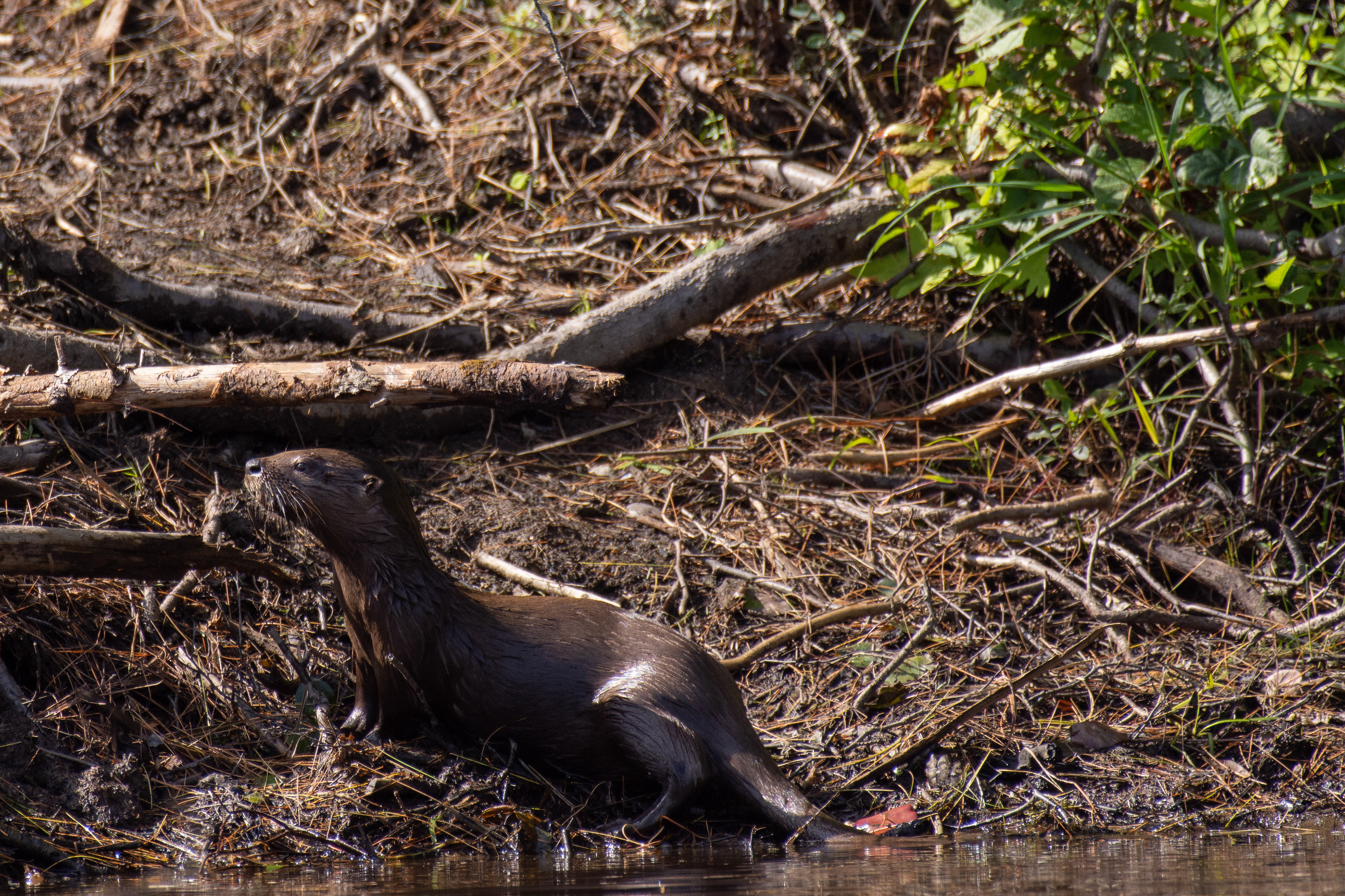 North American river otter.