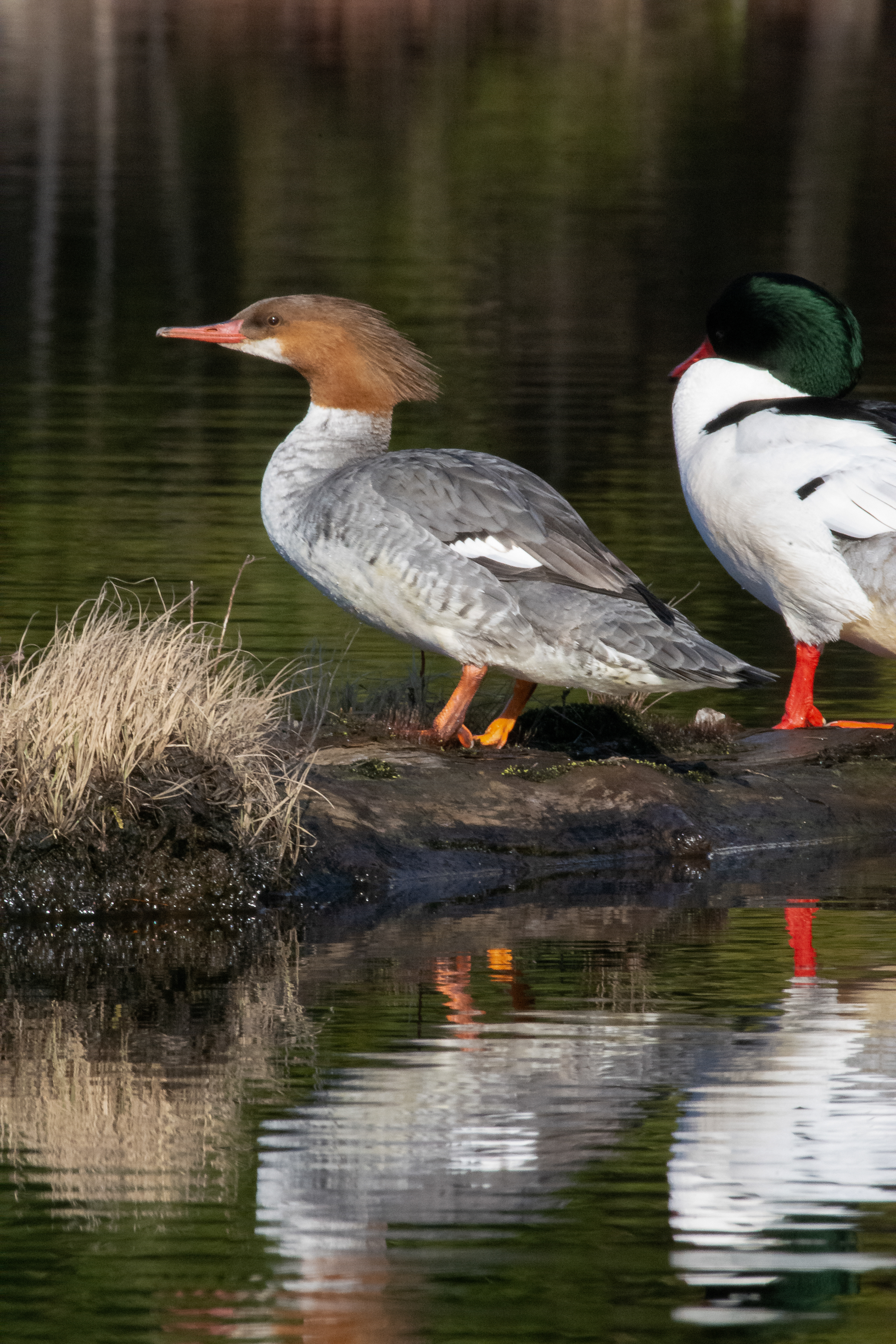 Common merganser (left - female, right - male).
