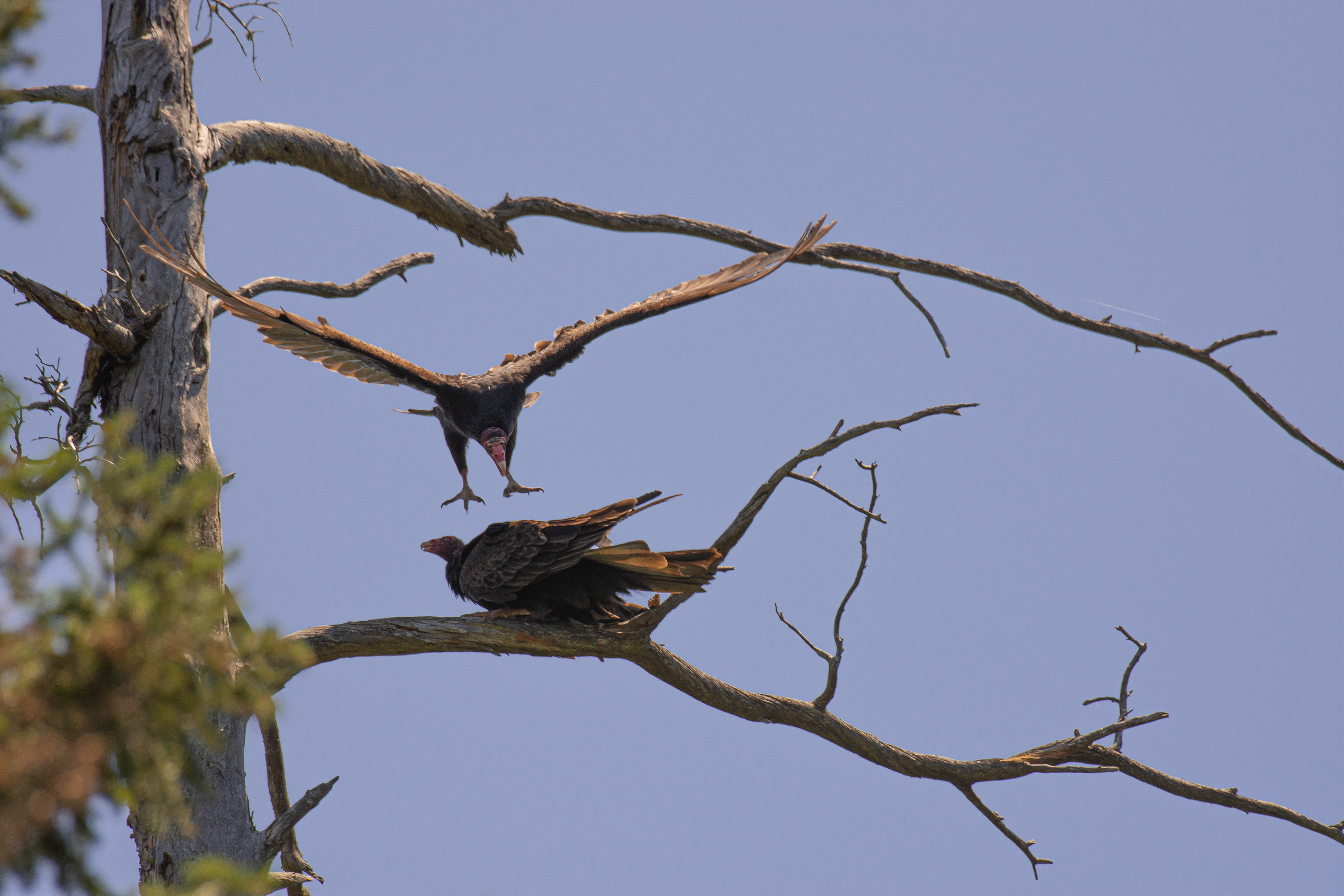 Turkey vulture.