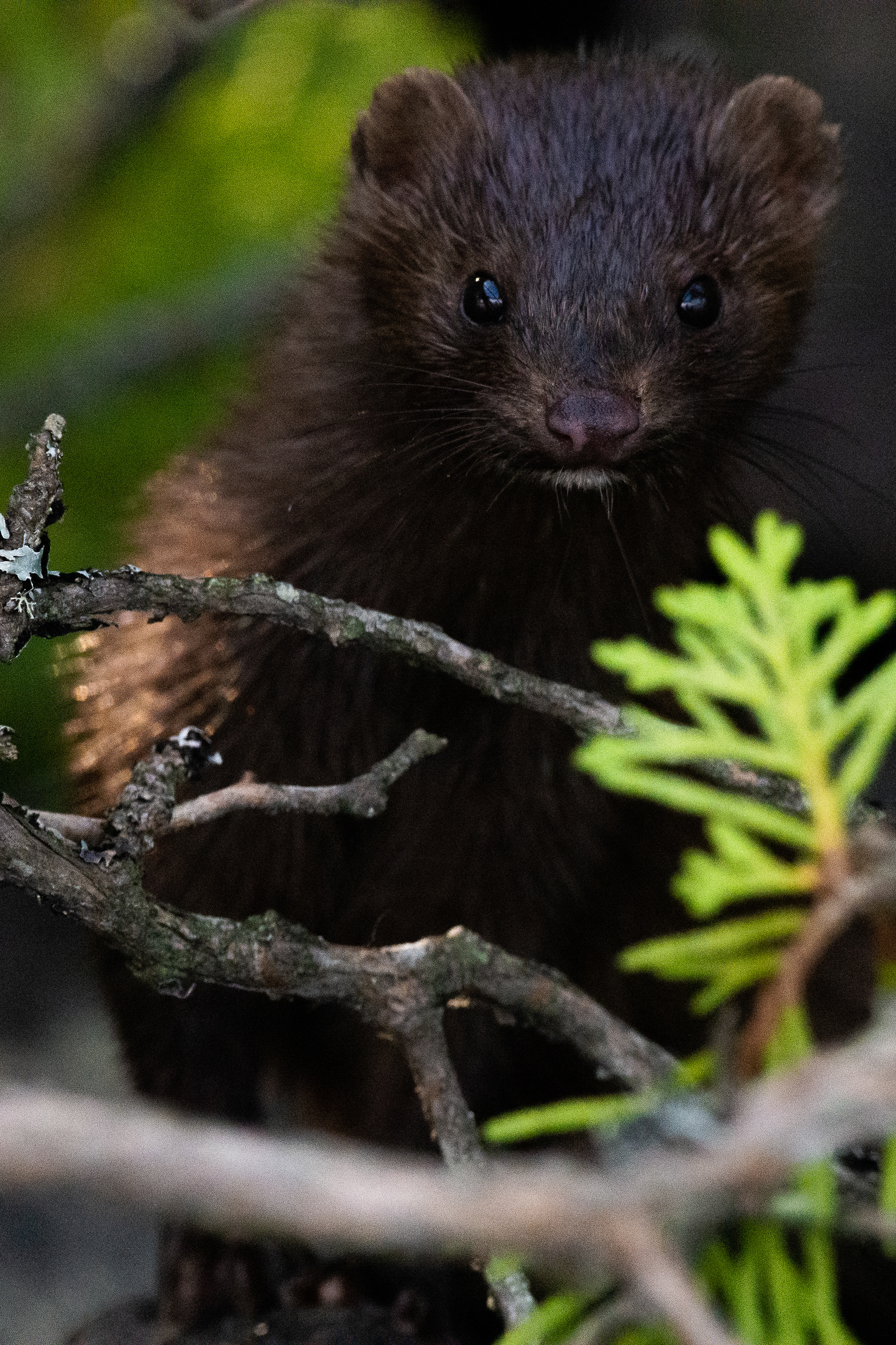 Mink.