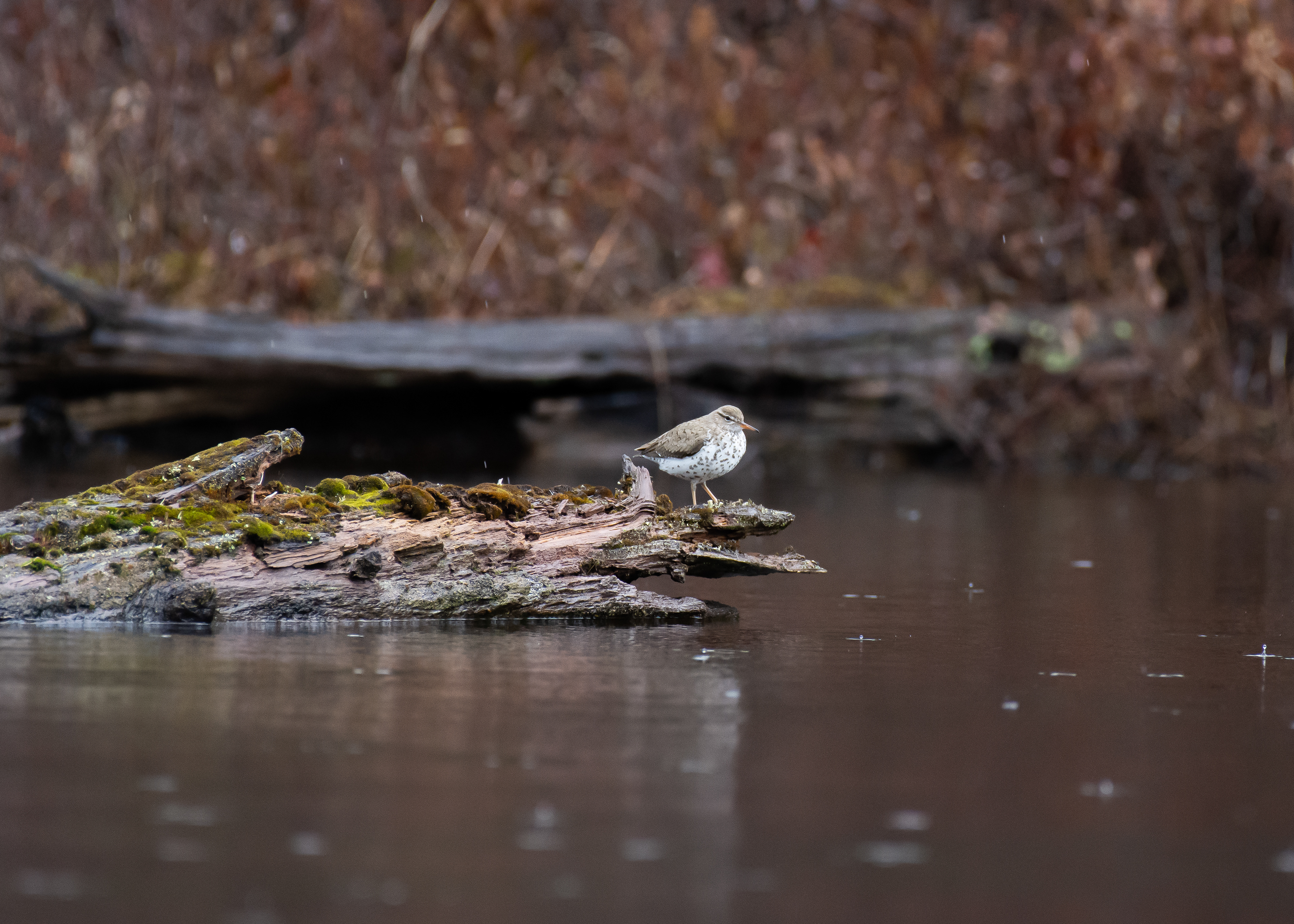 Spotted sandpiper.