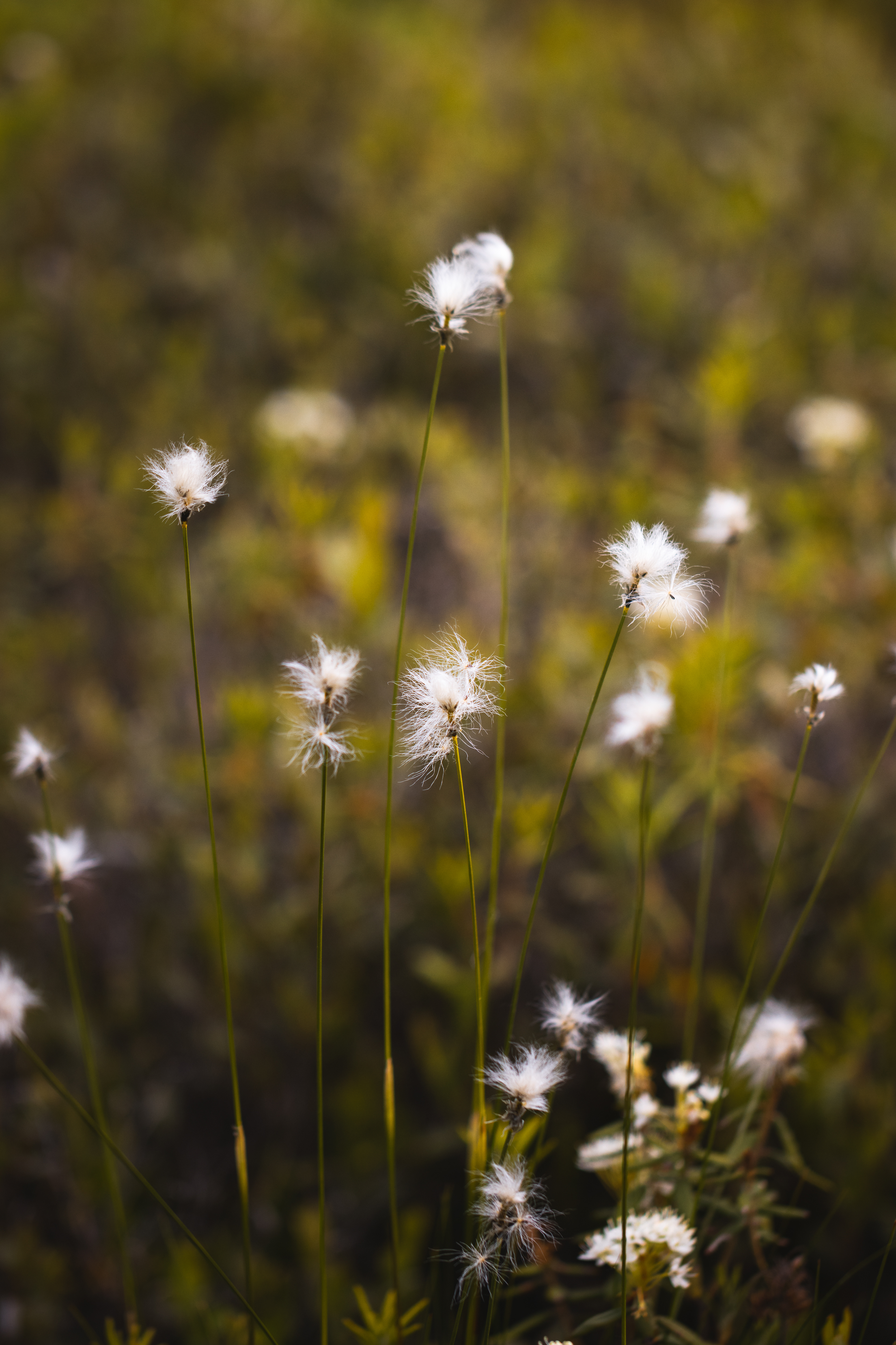 Eriophorum vaginatum