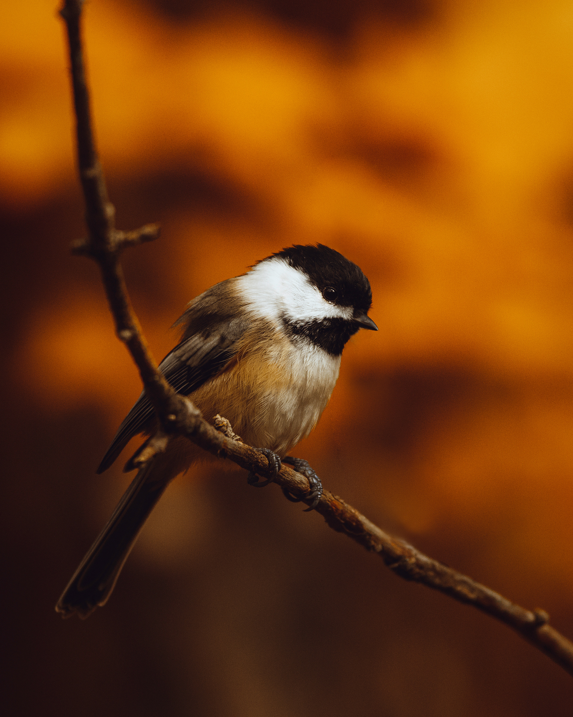 Mésange à tète noire