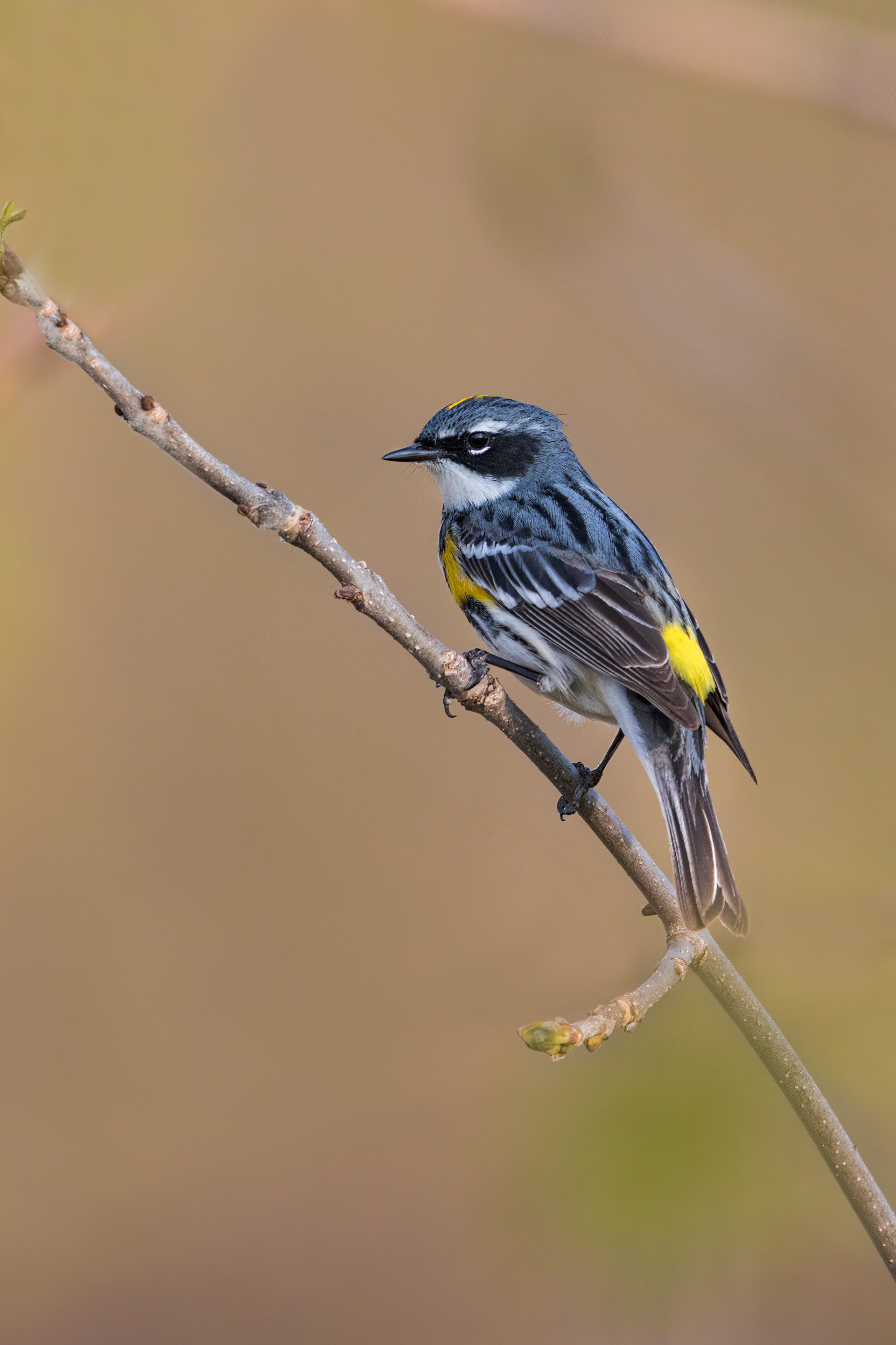 Paruline à croupion jaune