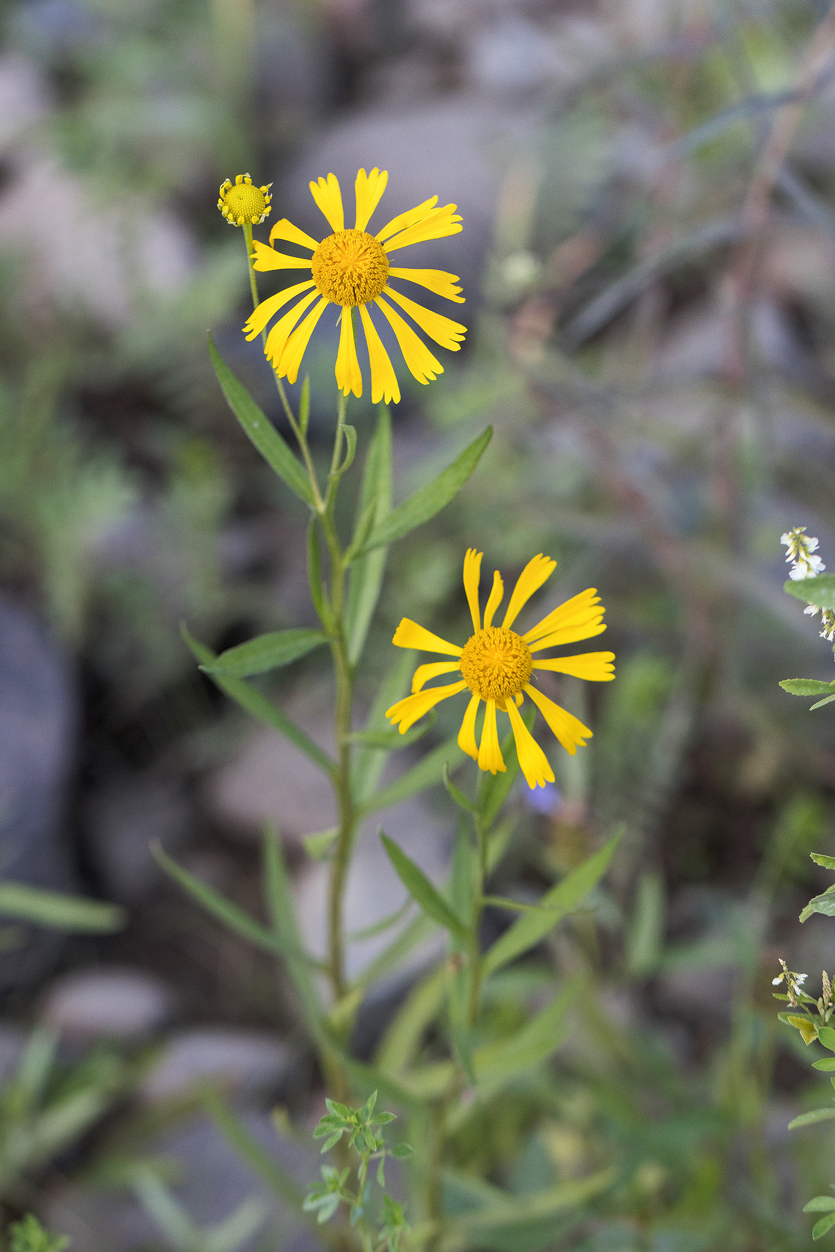 Helenium autumnale