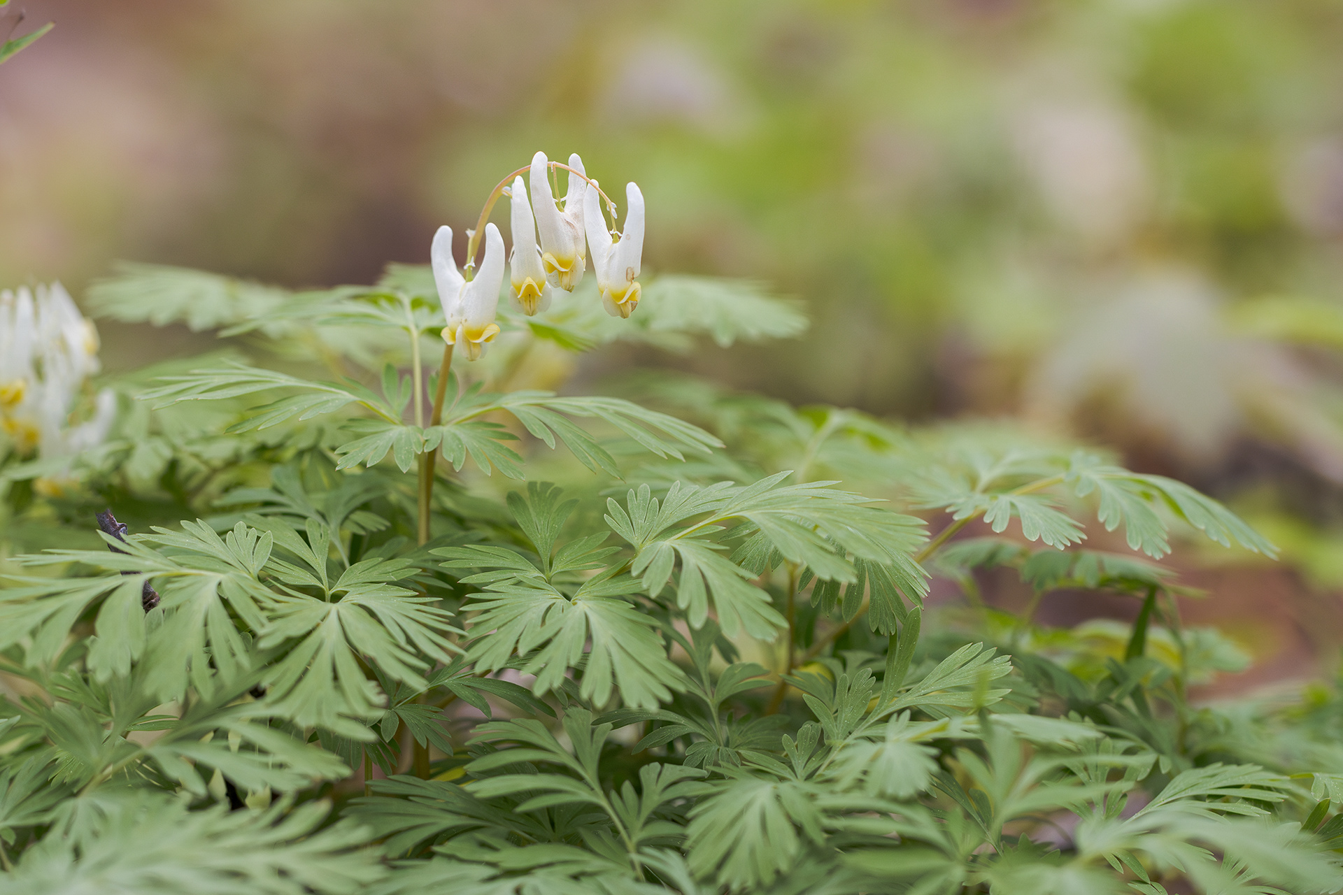 Dicentra cucullaria