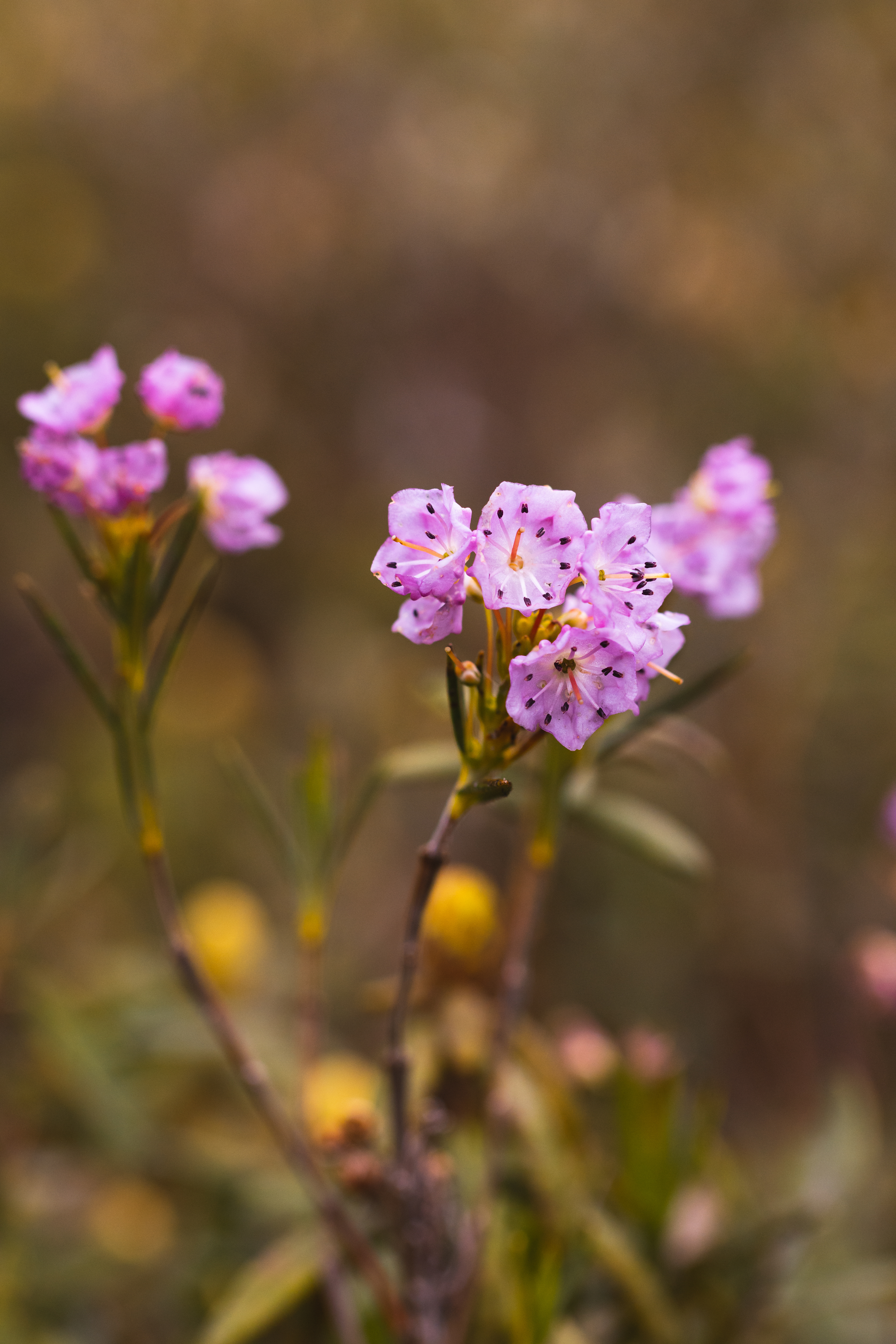 Kalmia polifolia