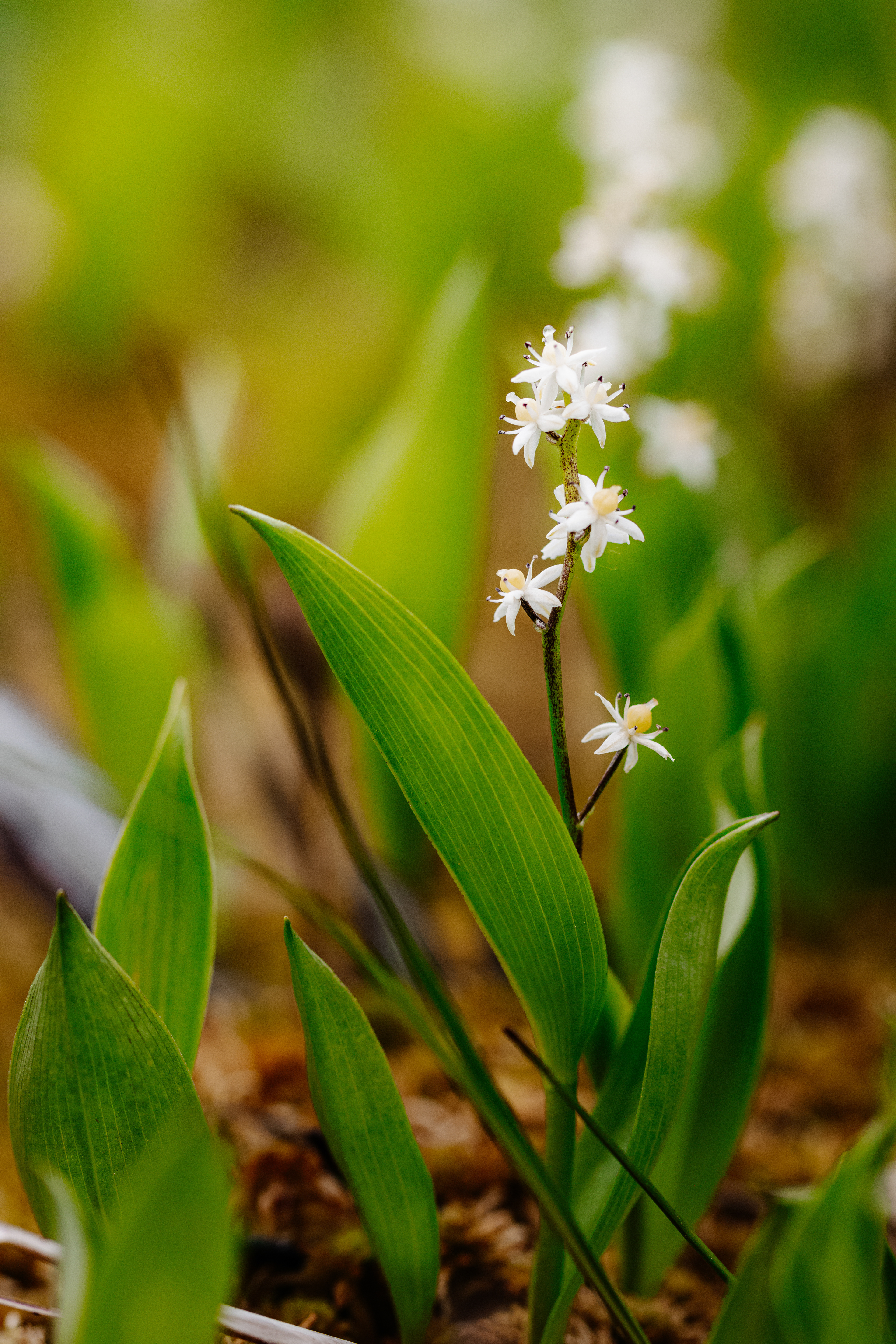Maianthemum trifolium