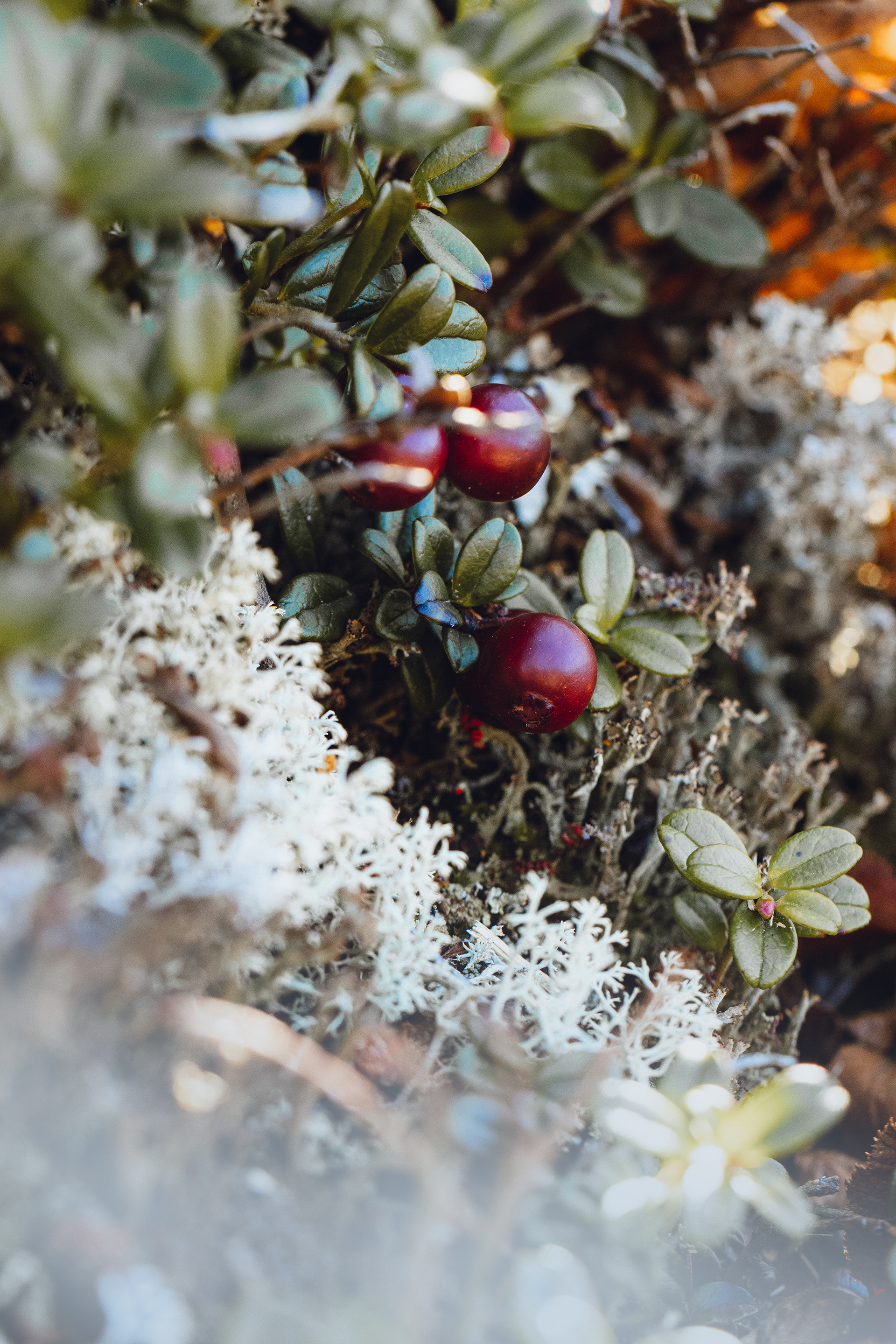 Vaccinium vitis-idaea