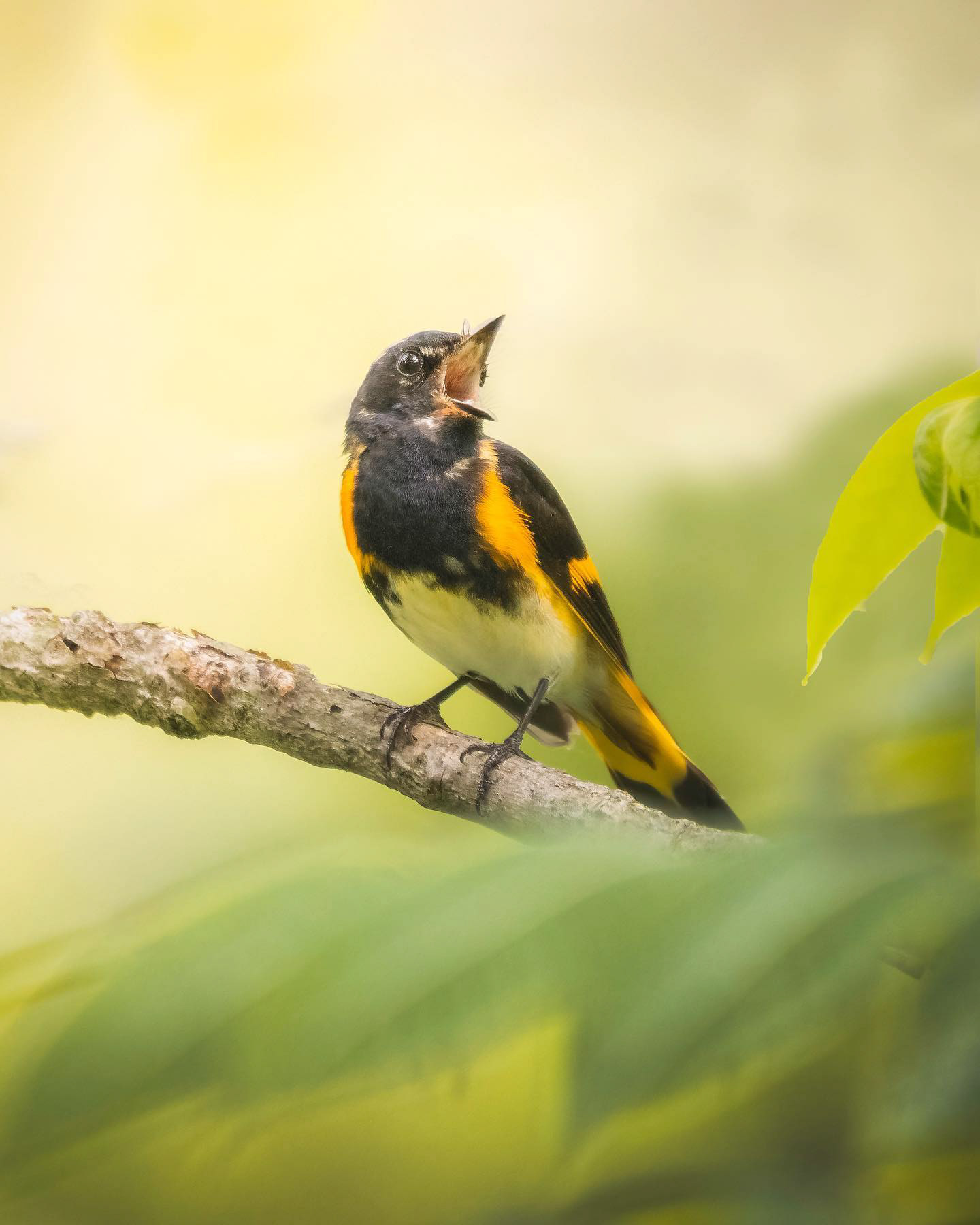 Paruline flamboyante