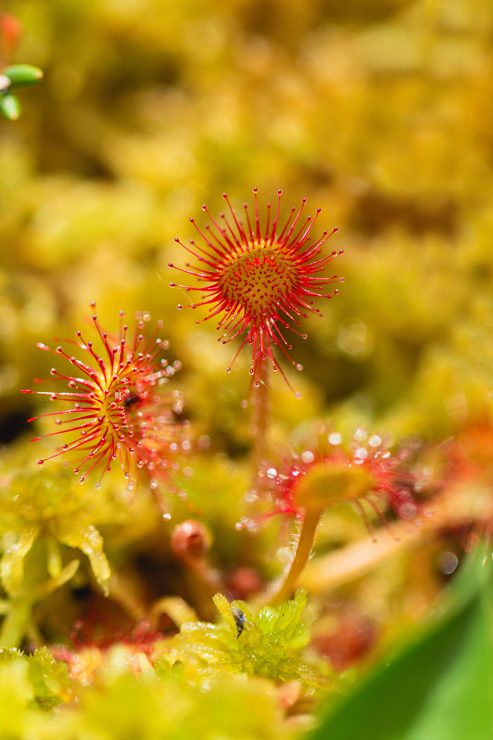 Drosera rotundifolia