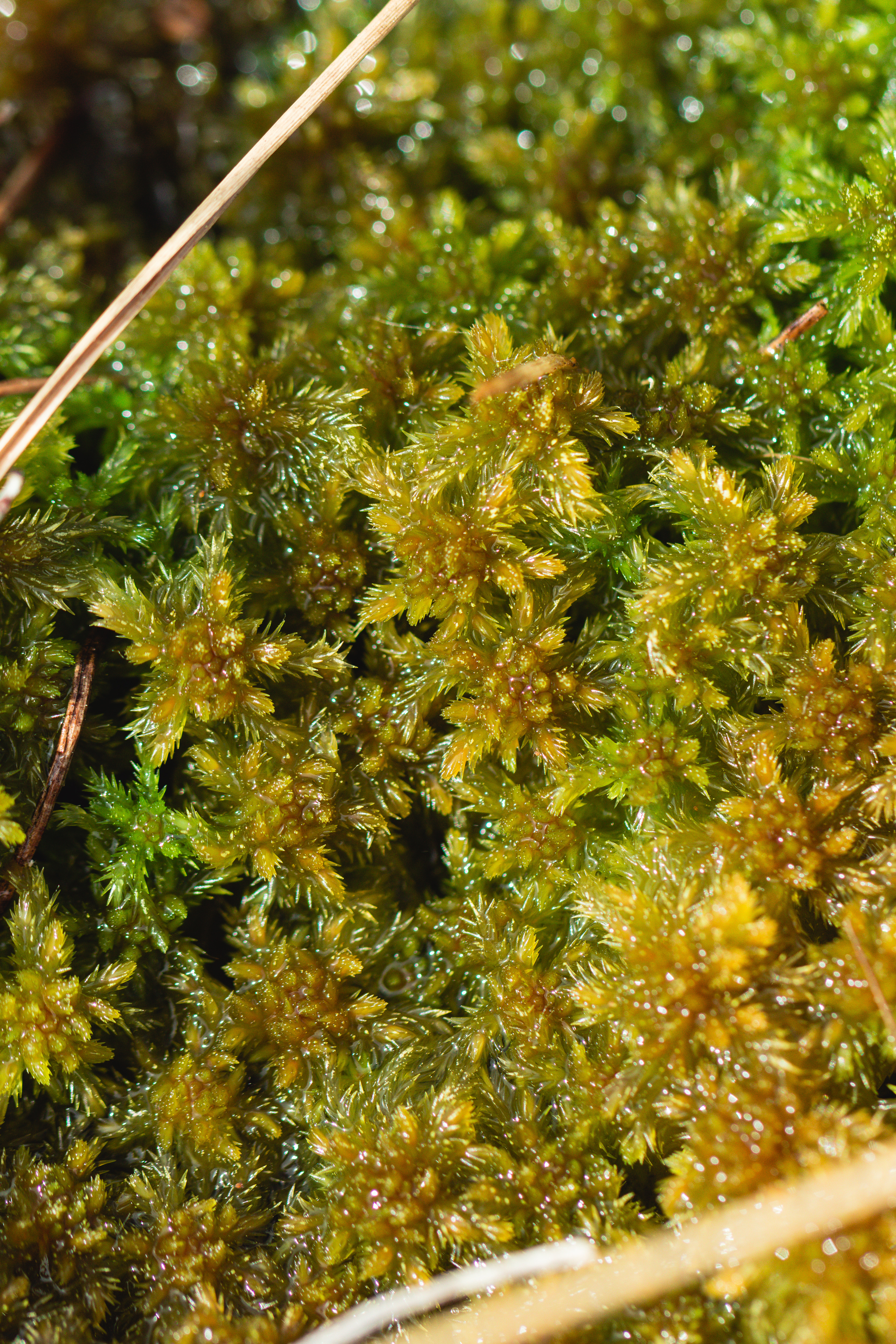 Sphagnum cuspidatum