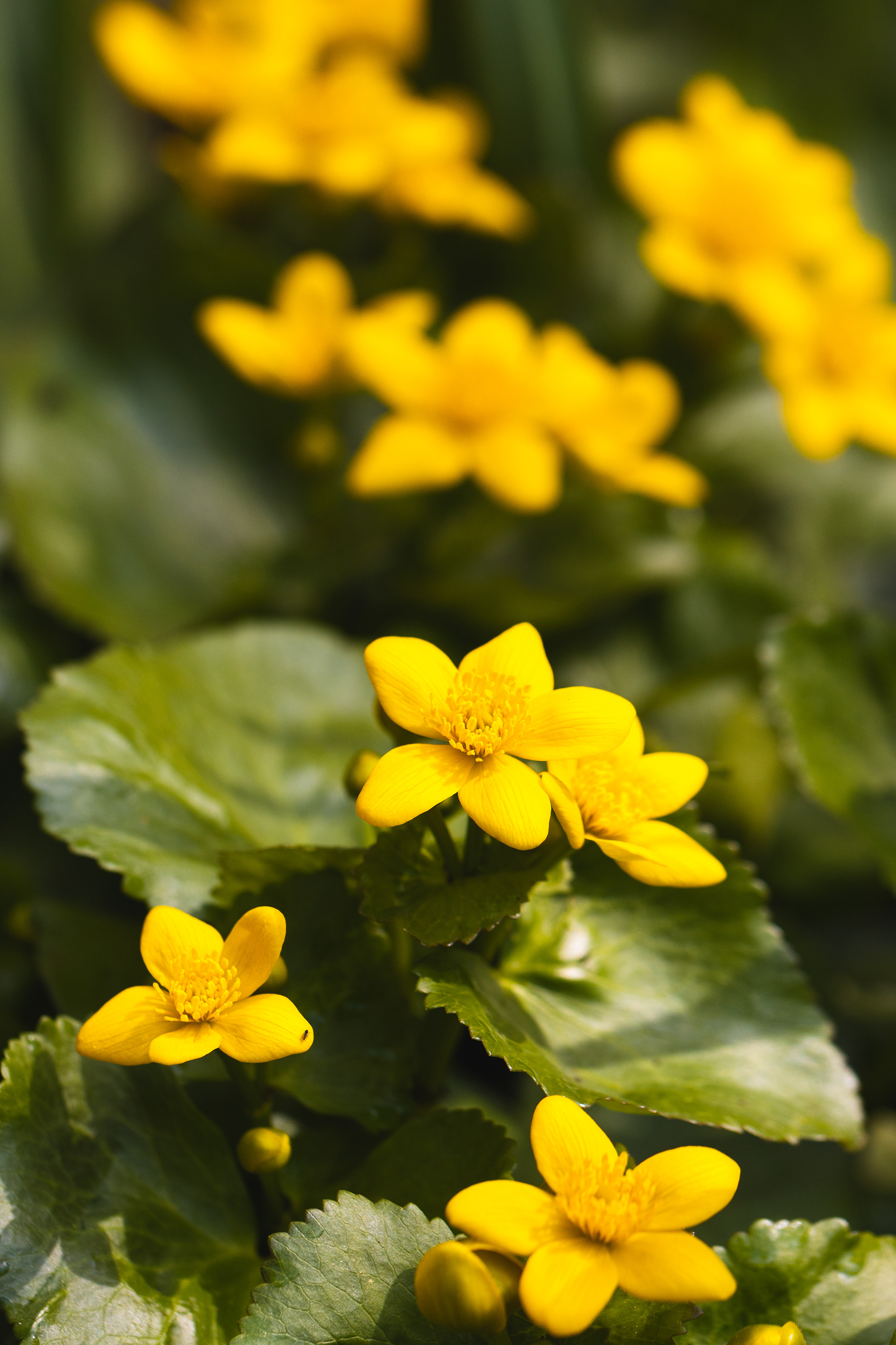 Caltha palustris