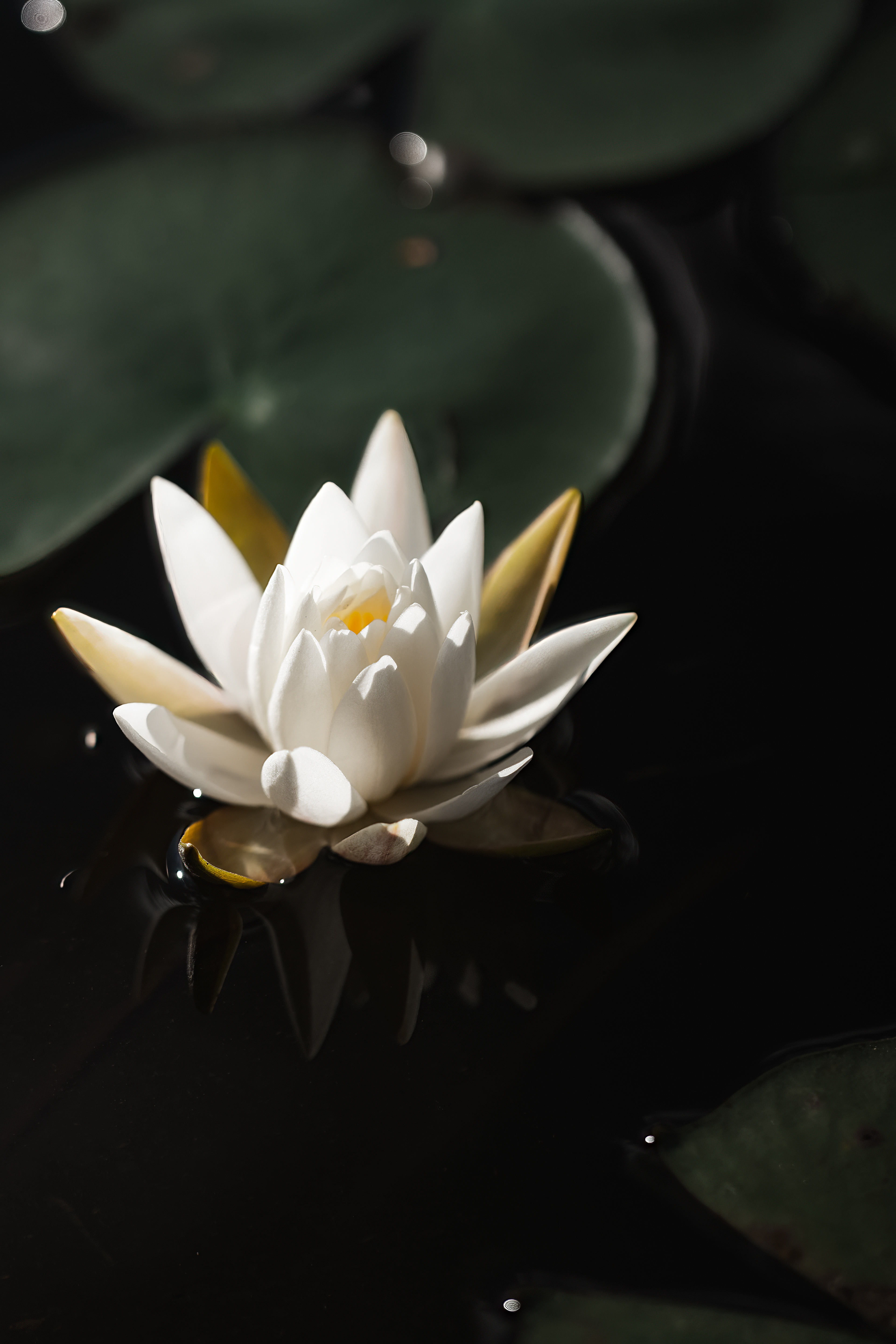 Nymphaea odorata