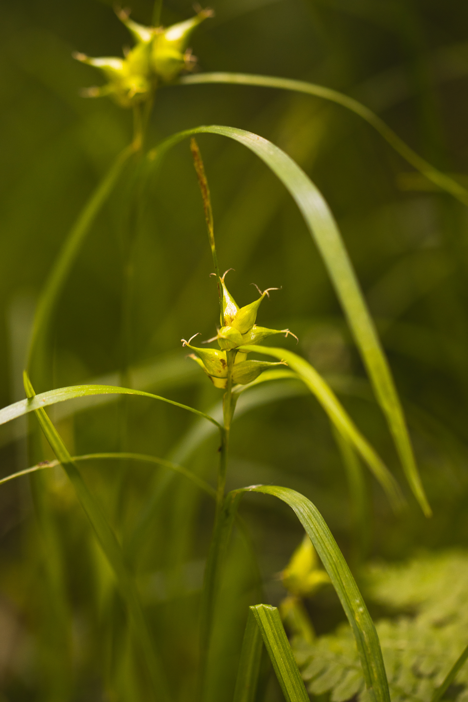 Carex intumescens
