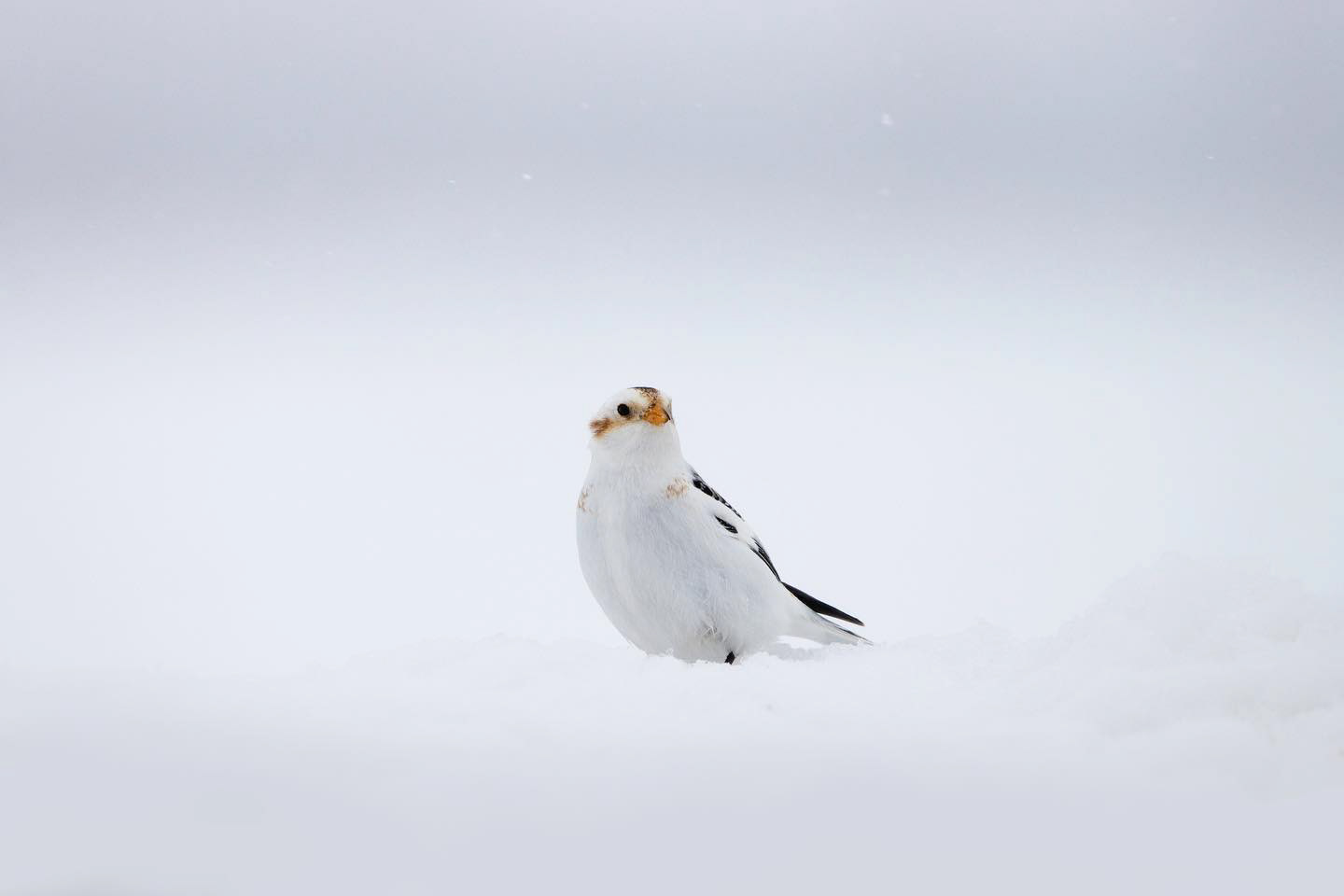 Plectrophane des neige