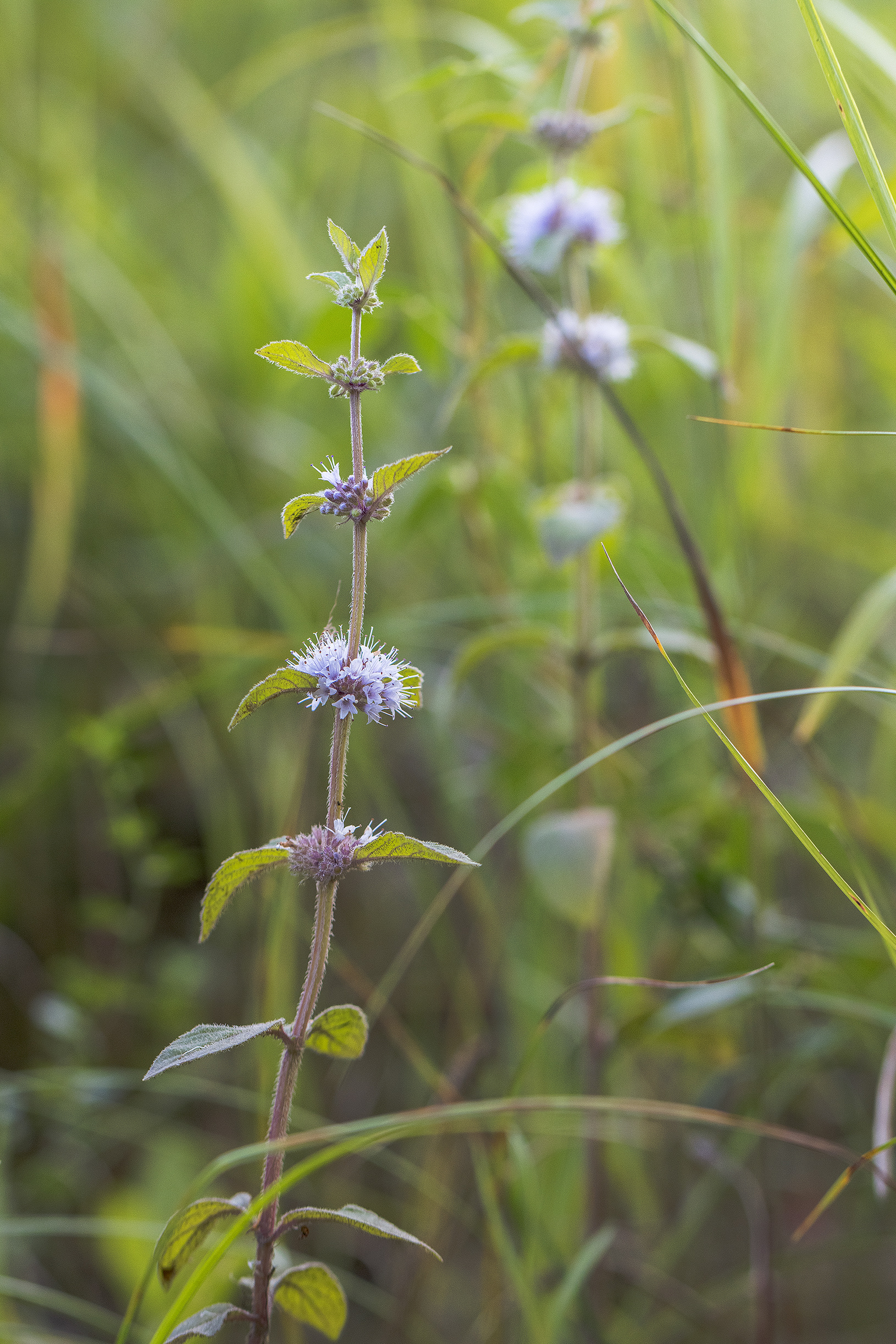 Mentha canadensis