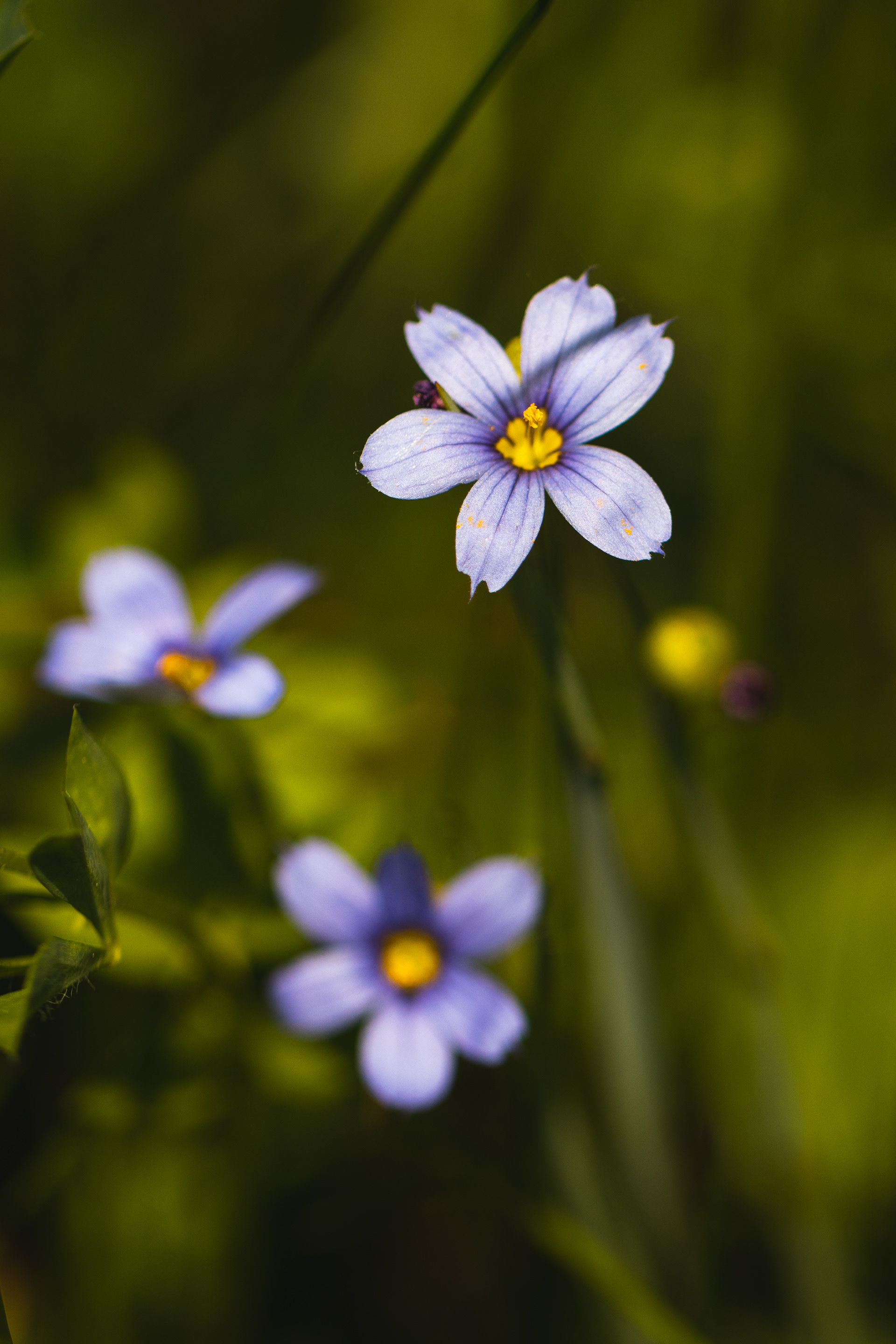 Sisyrinchium angustifolium