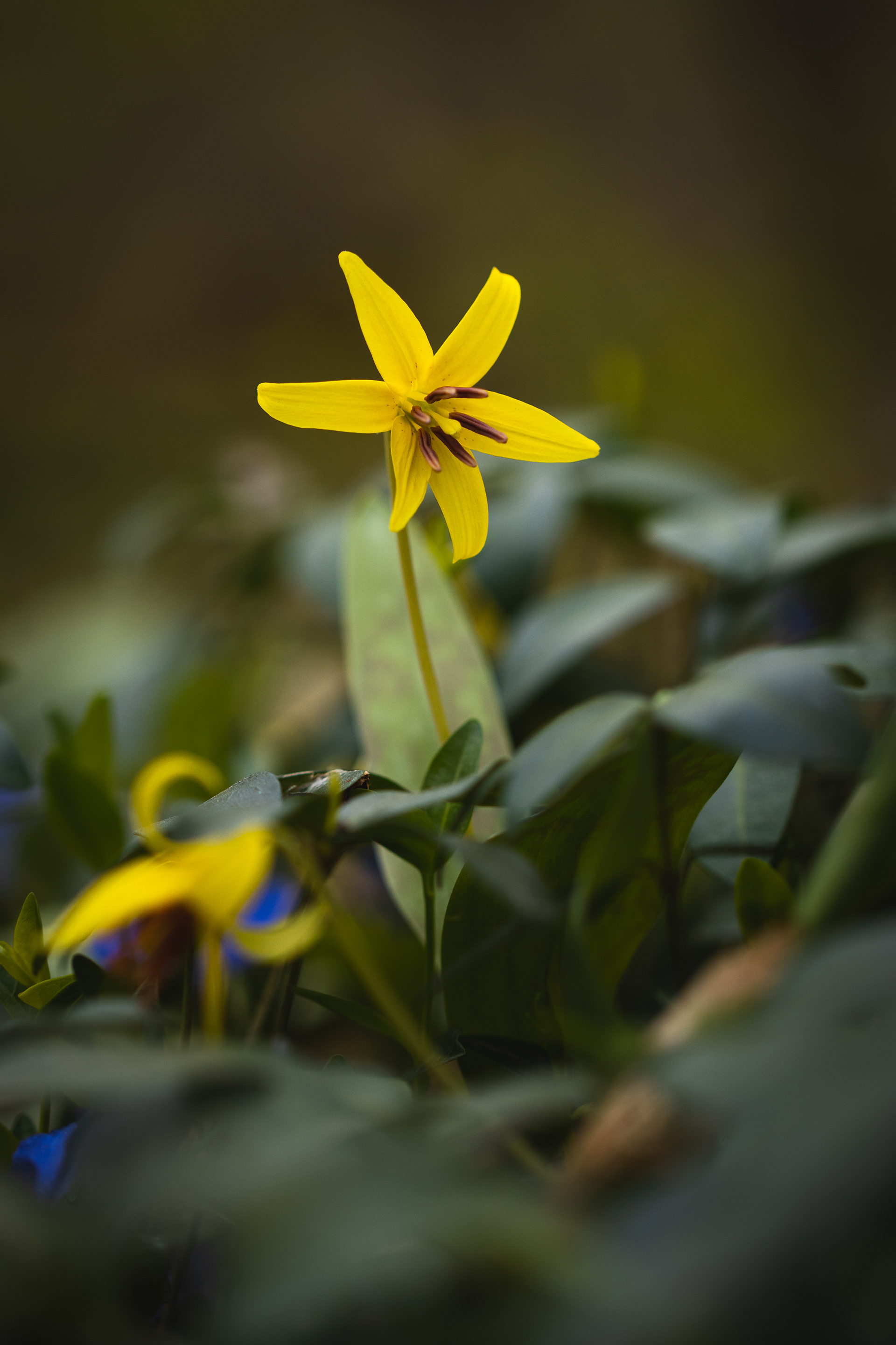 Erythronium americanum