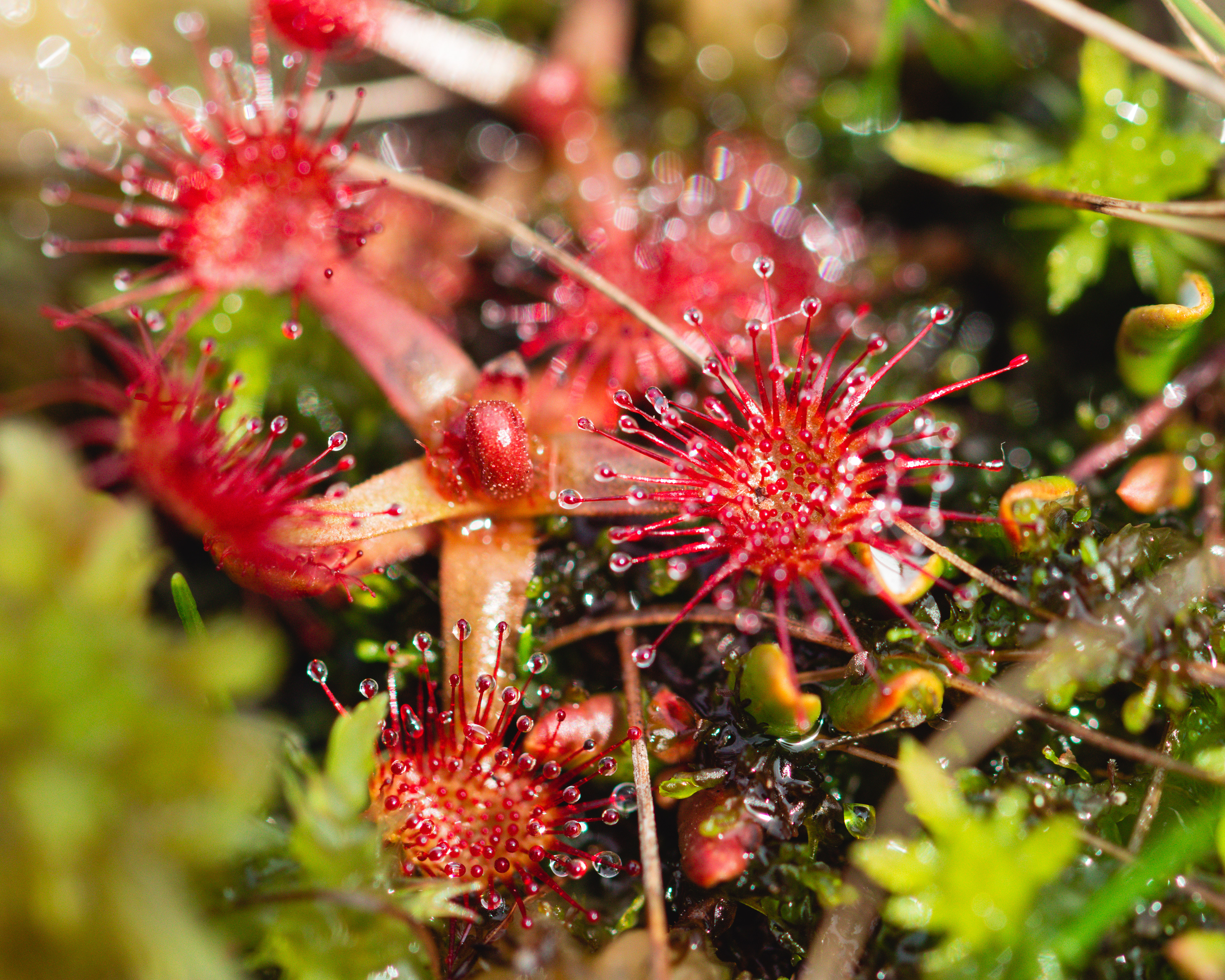 Drosera rotundifolia