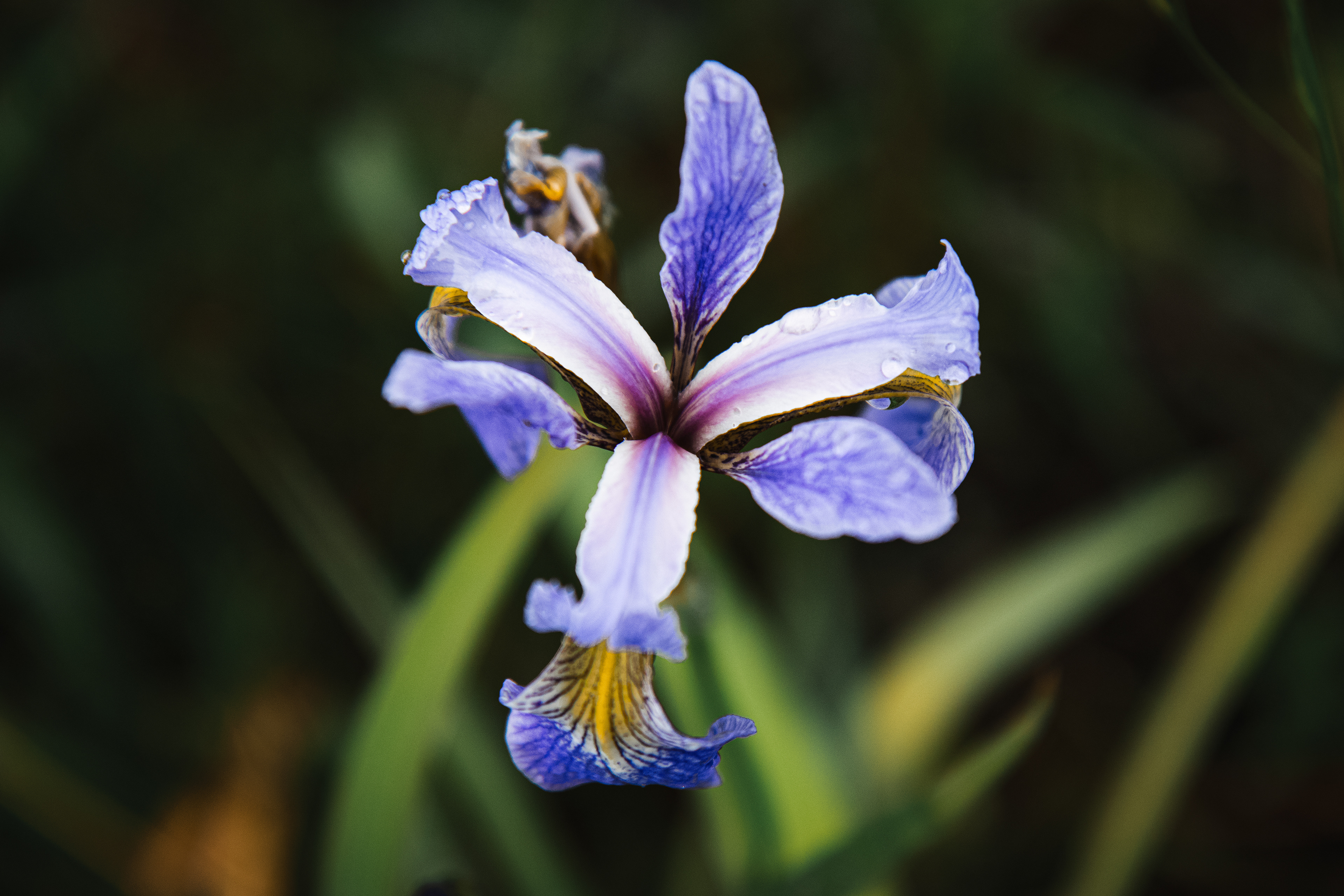 Iris versicolor