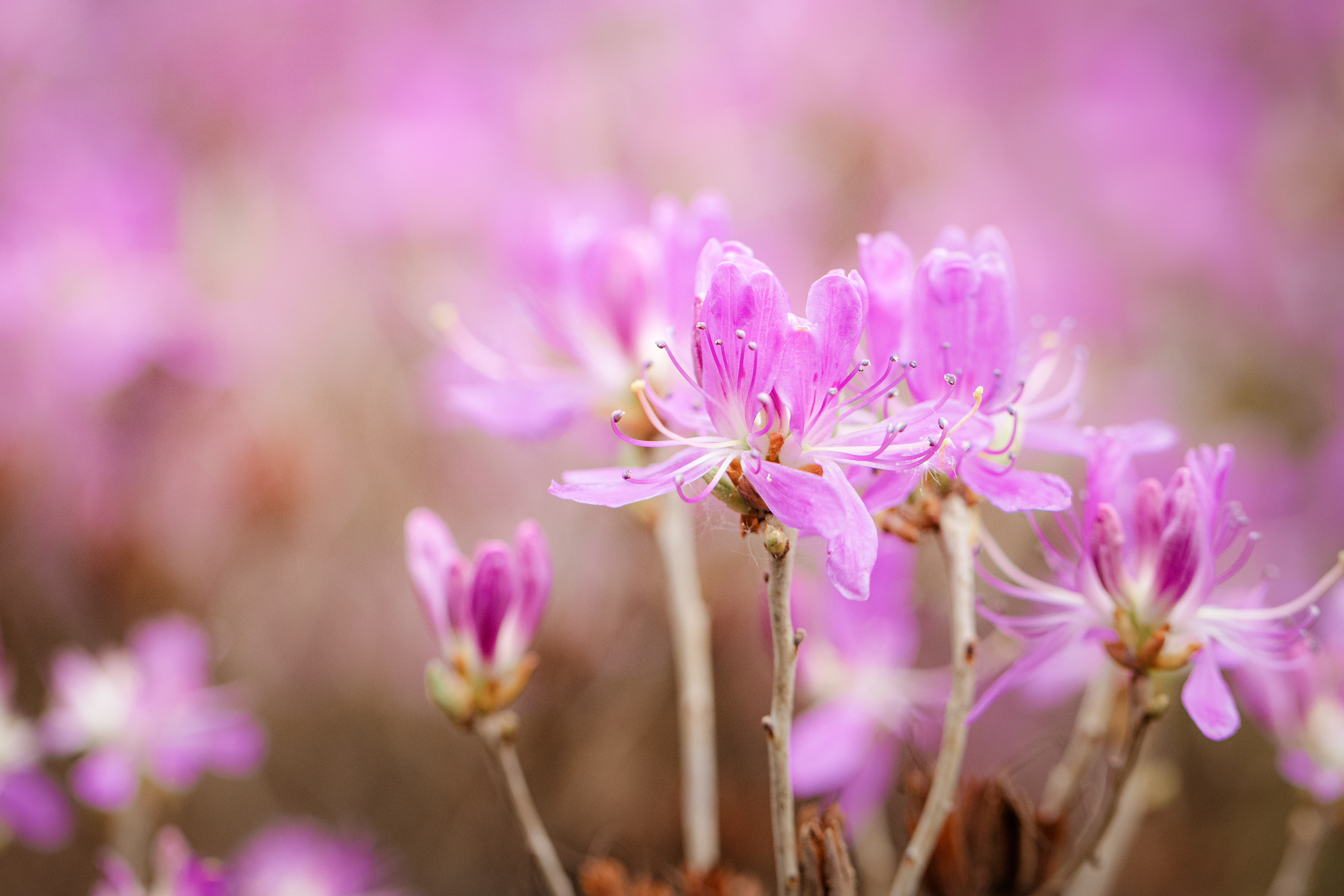 Rhododendron canadense