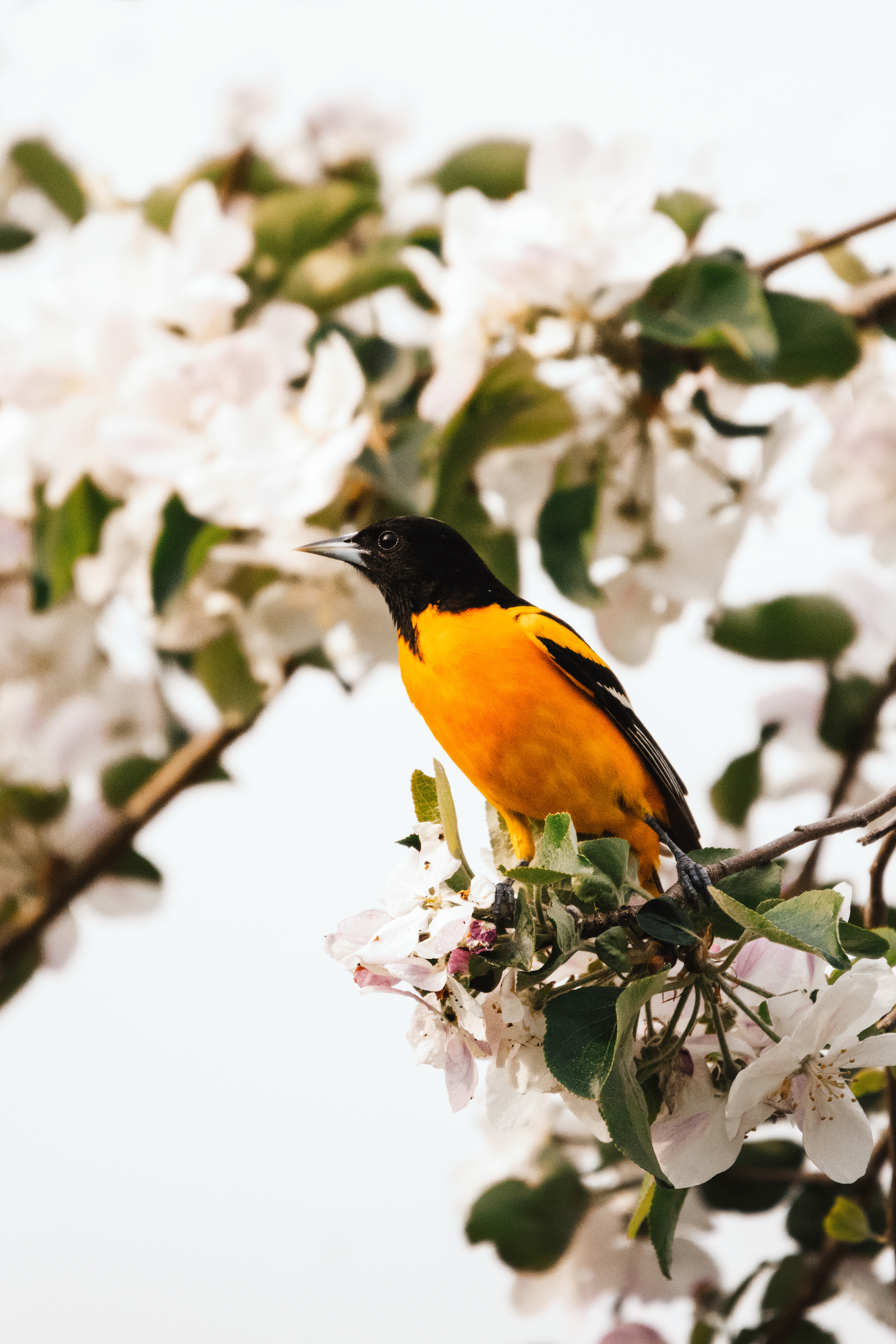 Oriole de Baltimore