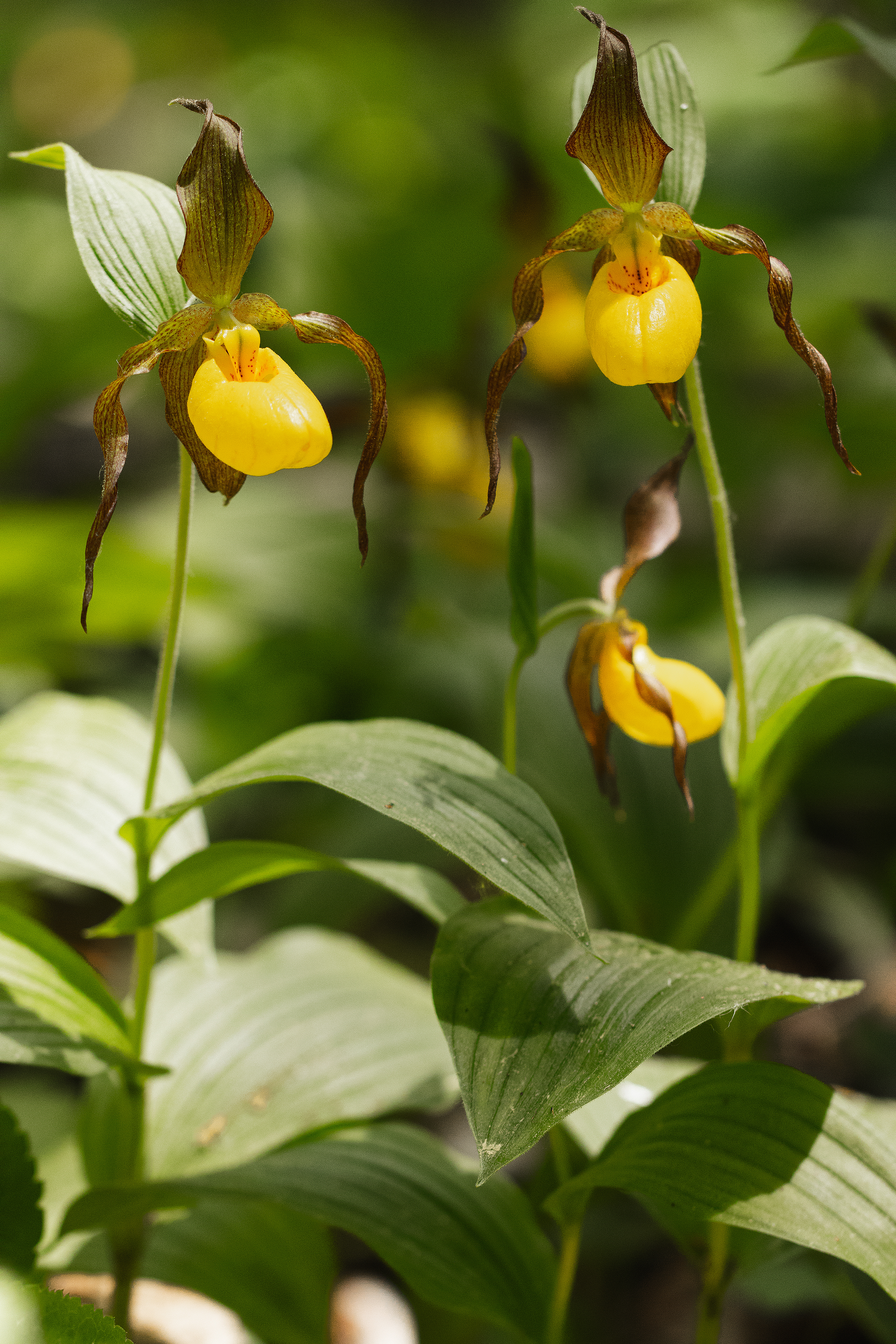Cyrpipedium parviflorum var.pubescent