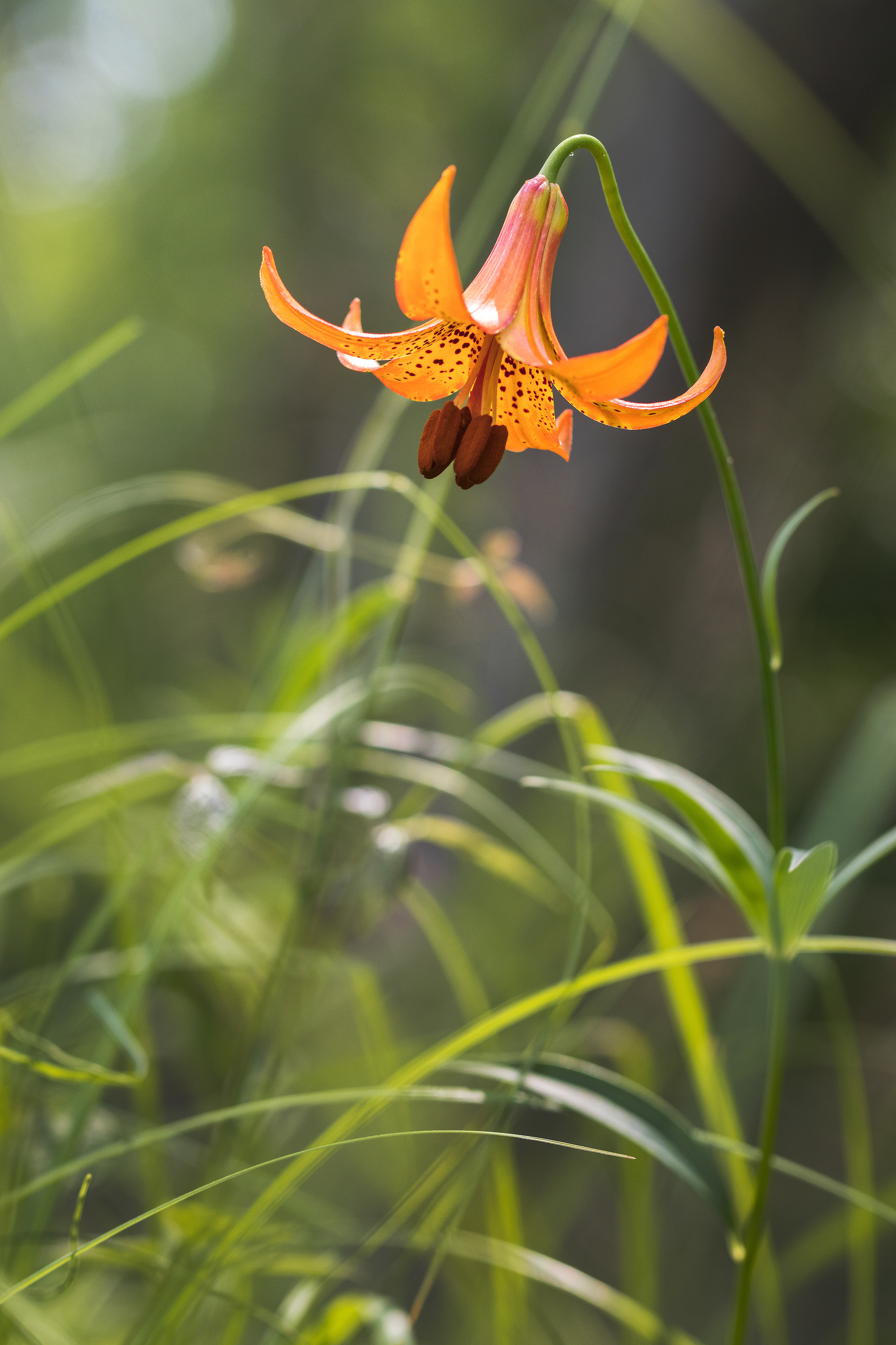 Lilium canadense