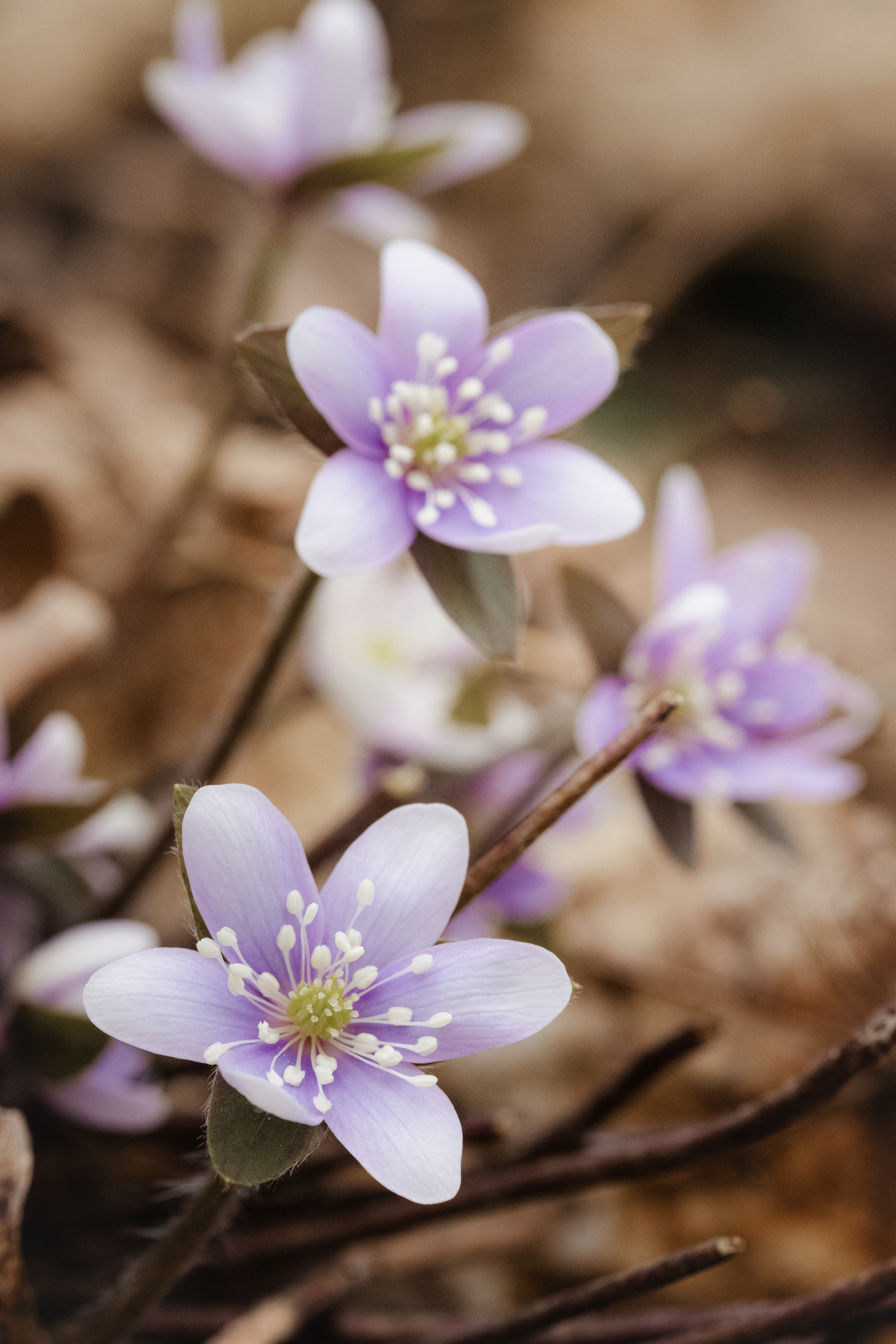Hepatica acutilobia