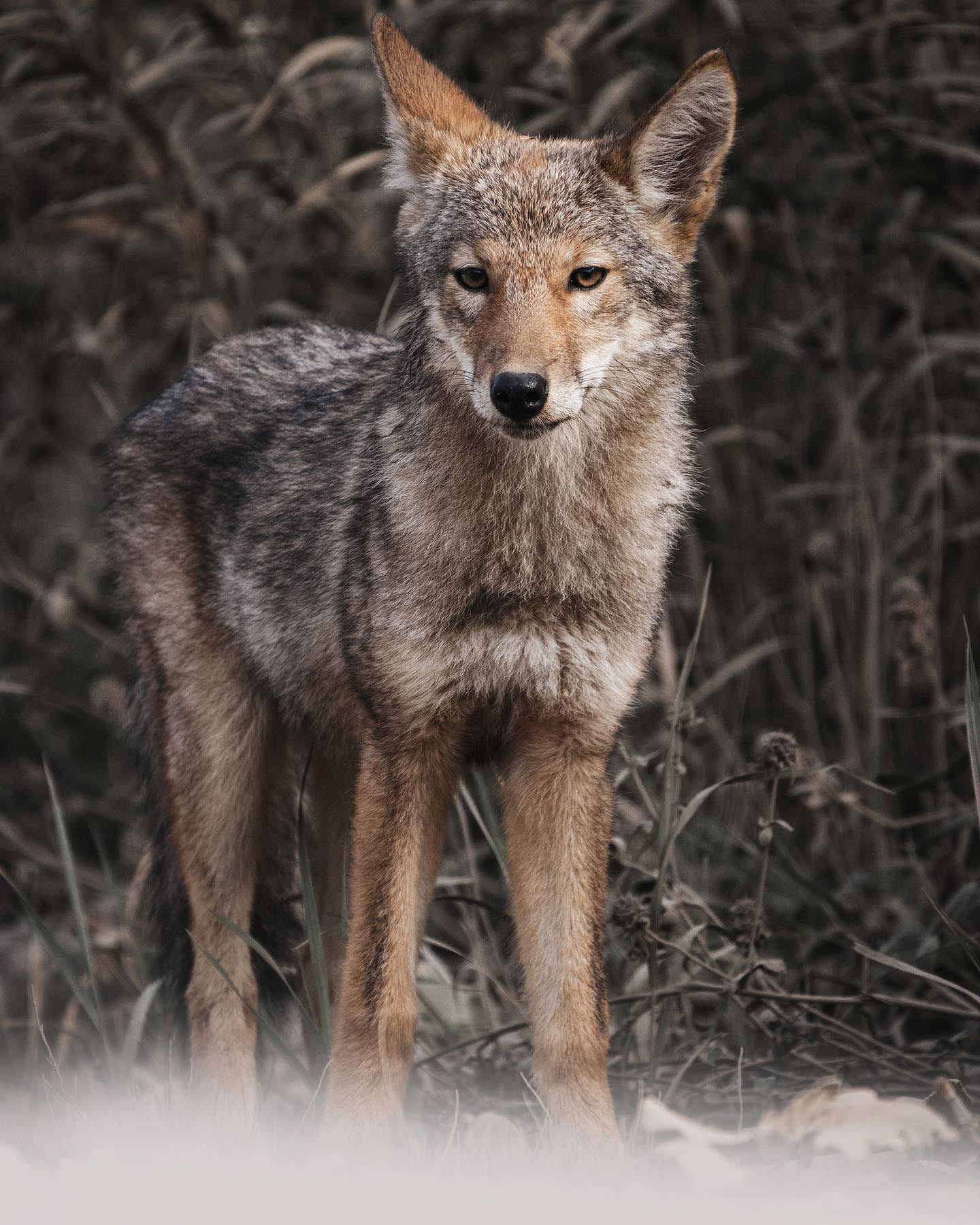 Coyote d'Amérique