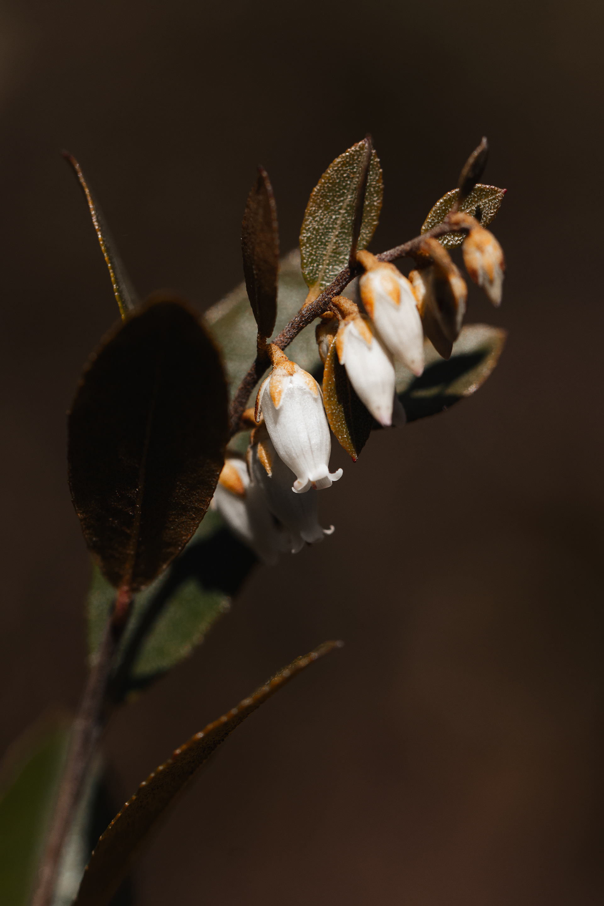 Chamaedaphne calyculata