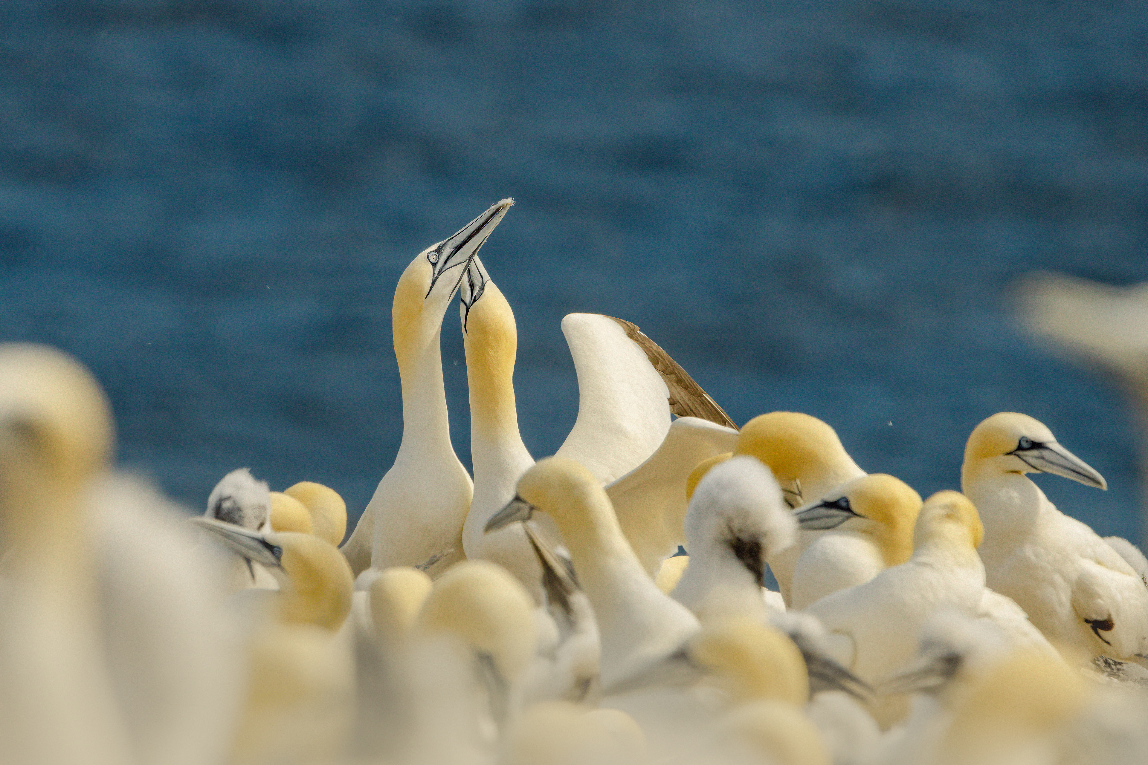 Amoureux pour la vie