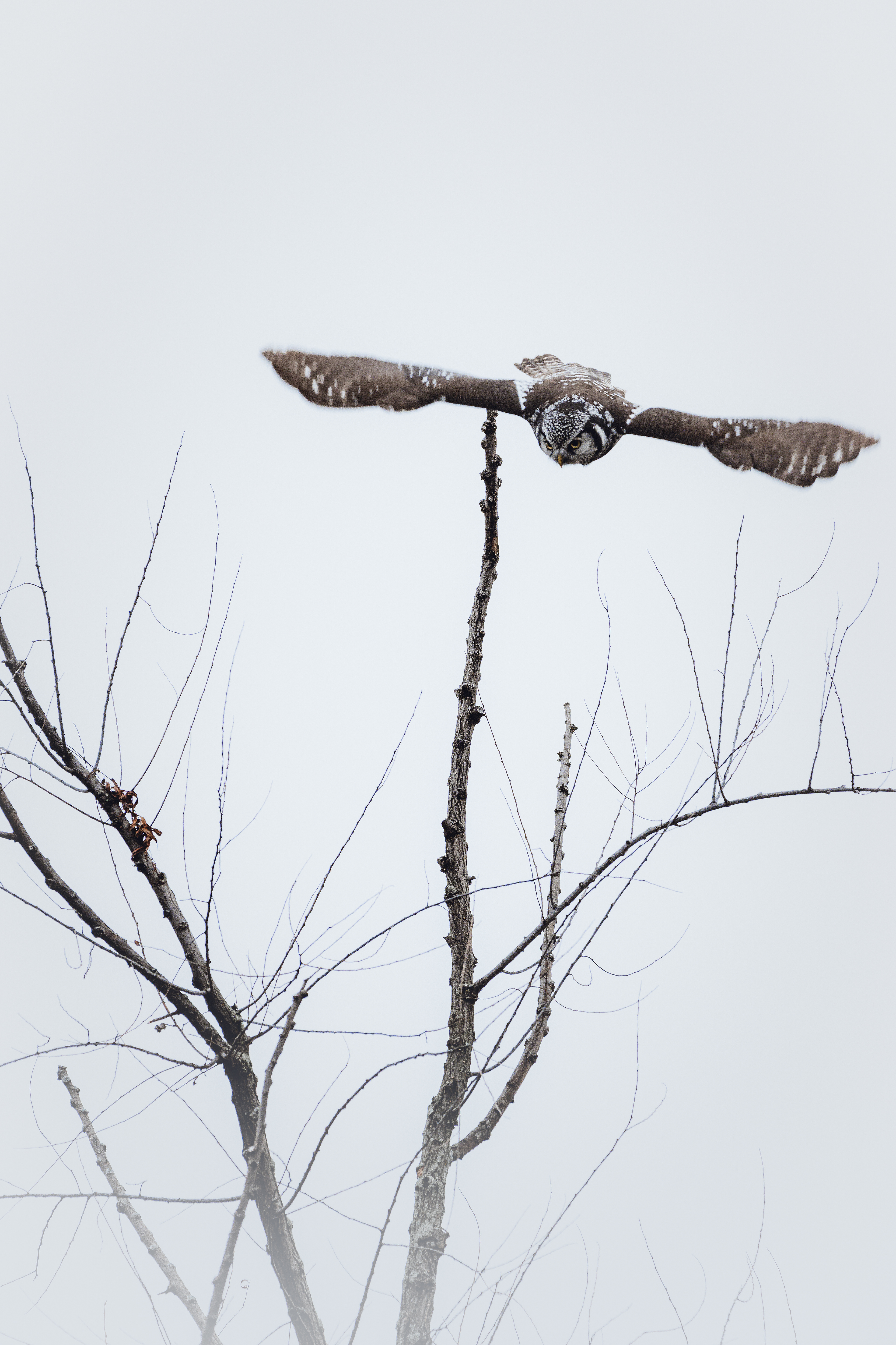 Chouette épervière