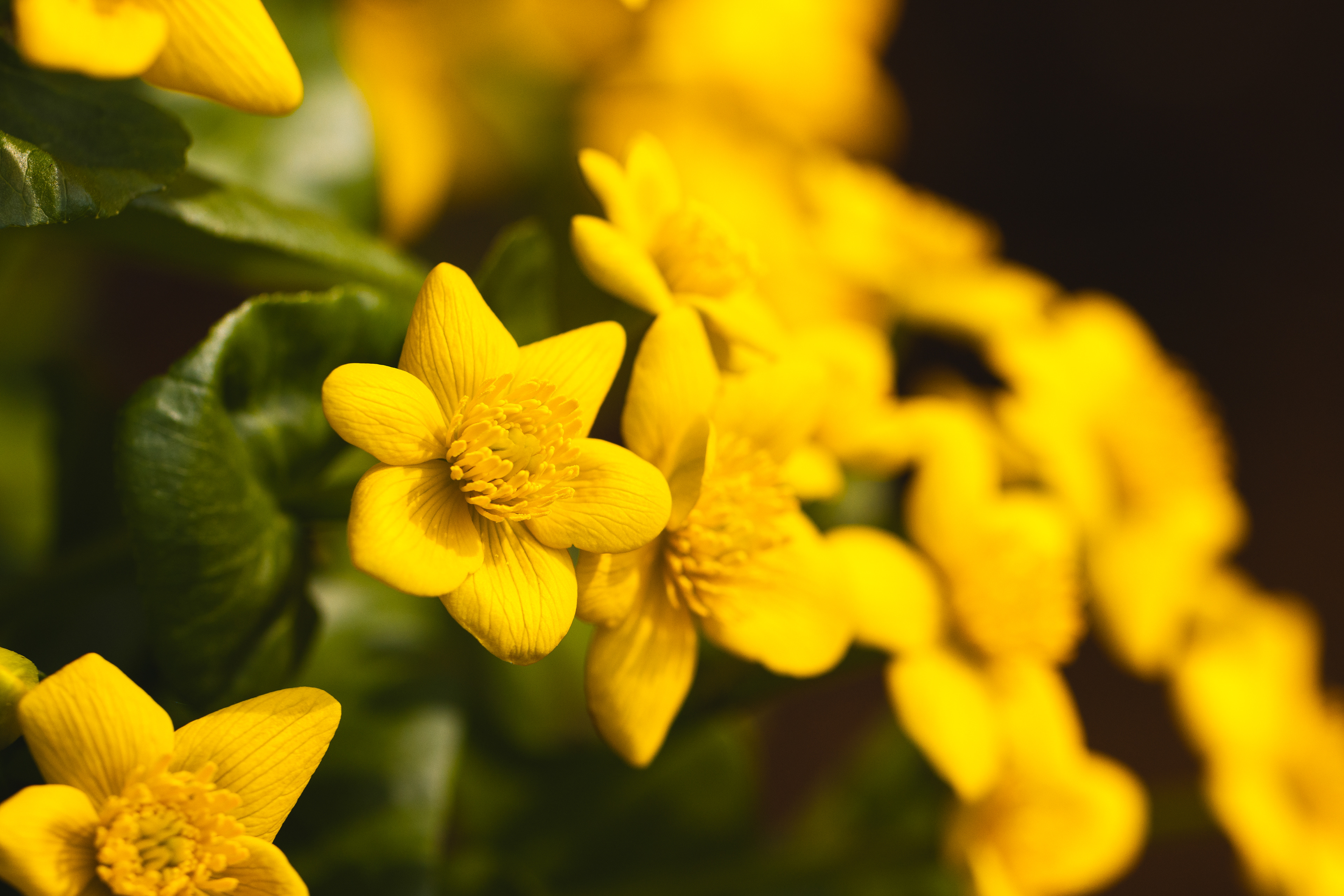 Caltha palustris