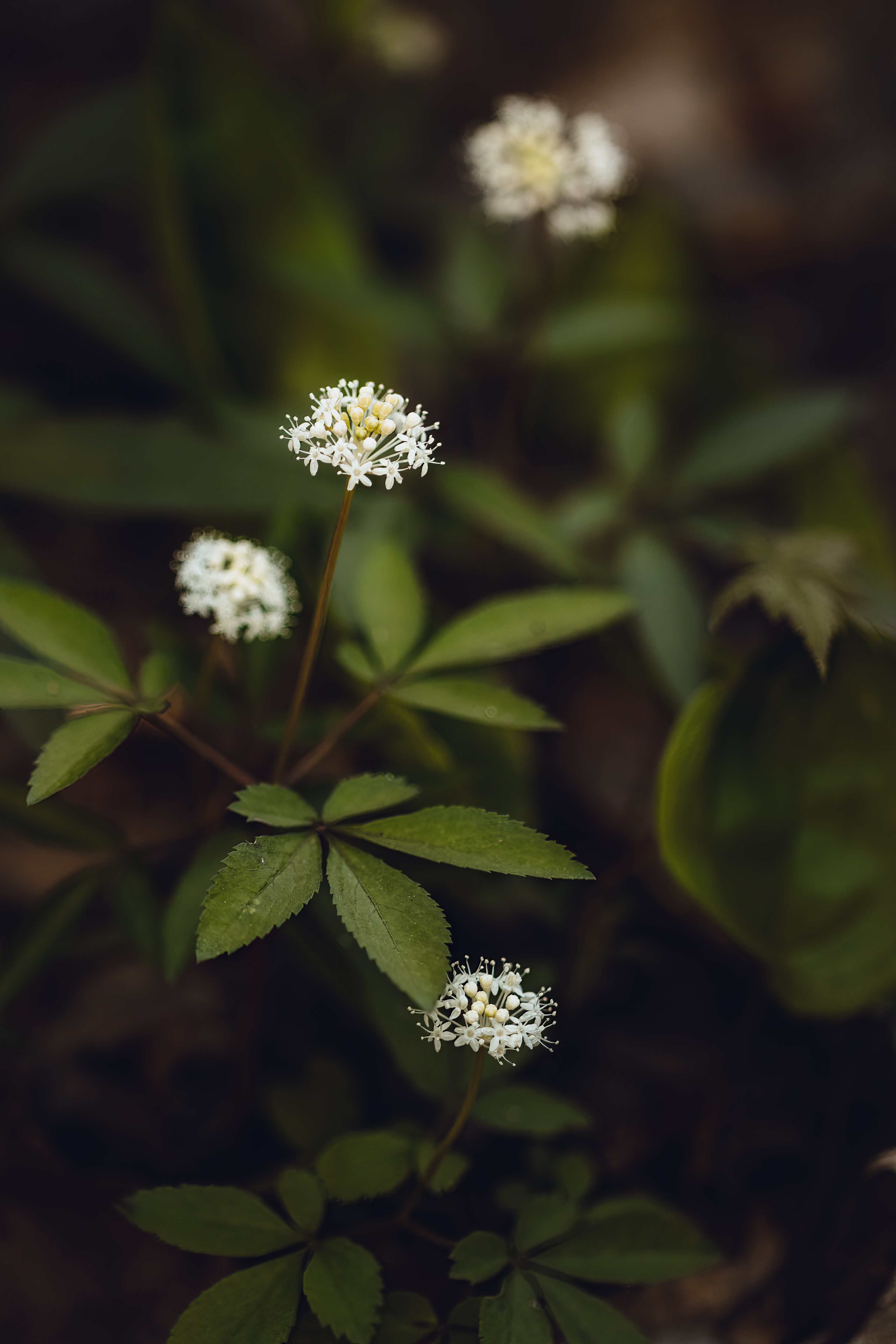 Panax trifolius