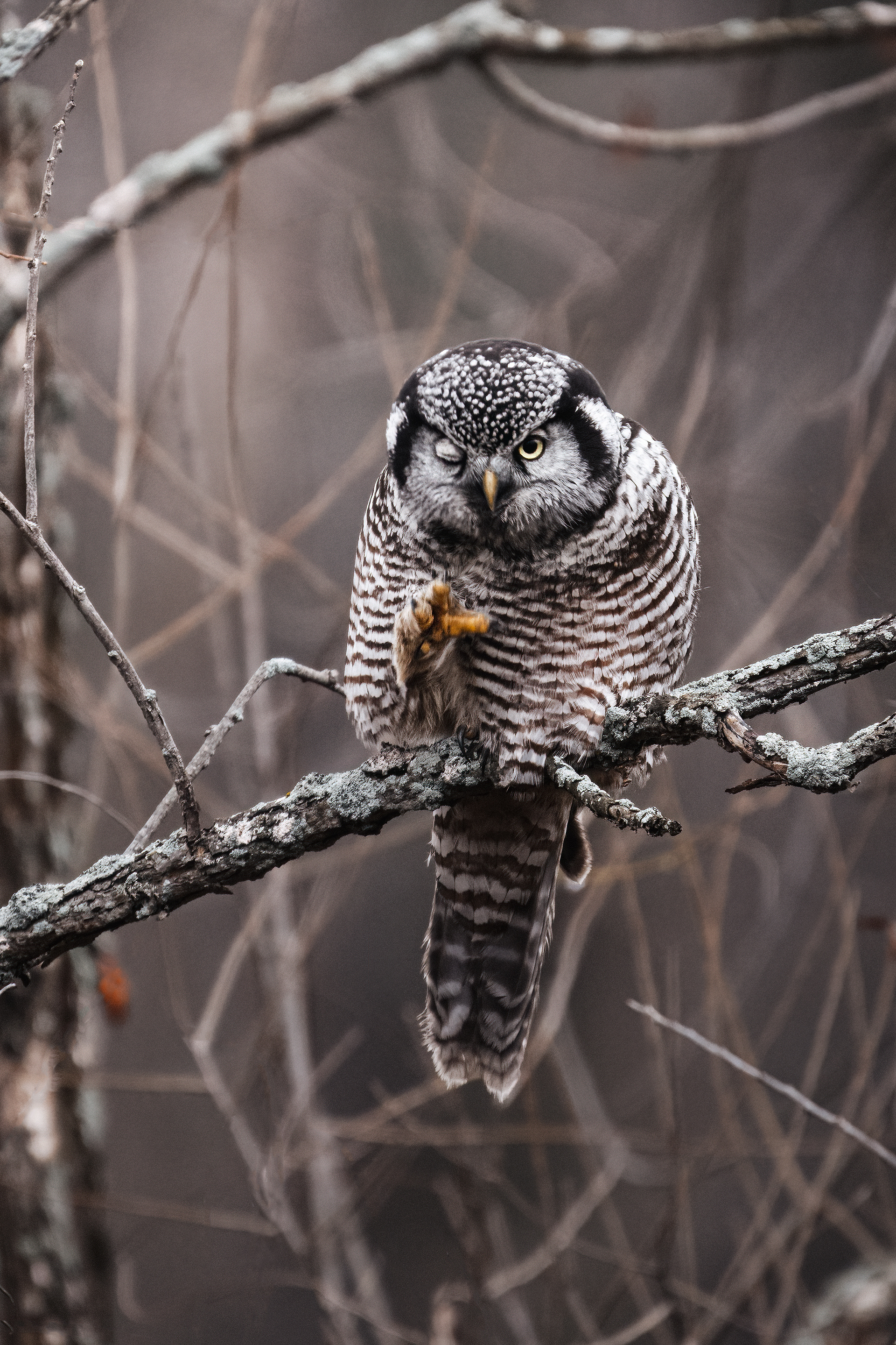 Chouette épervière