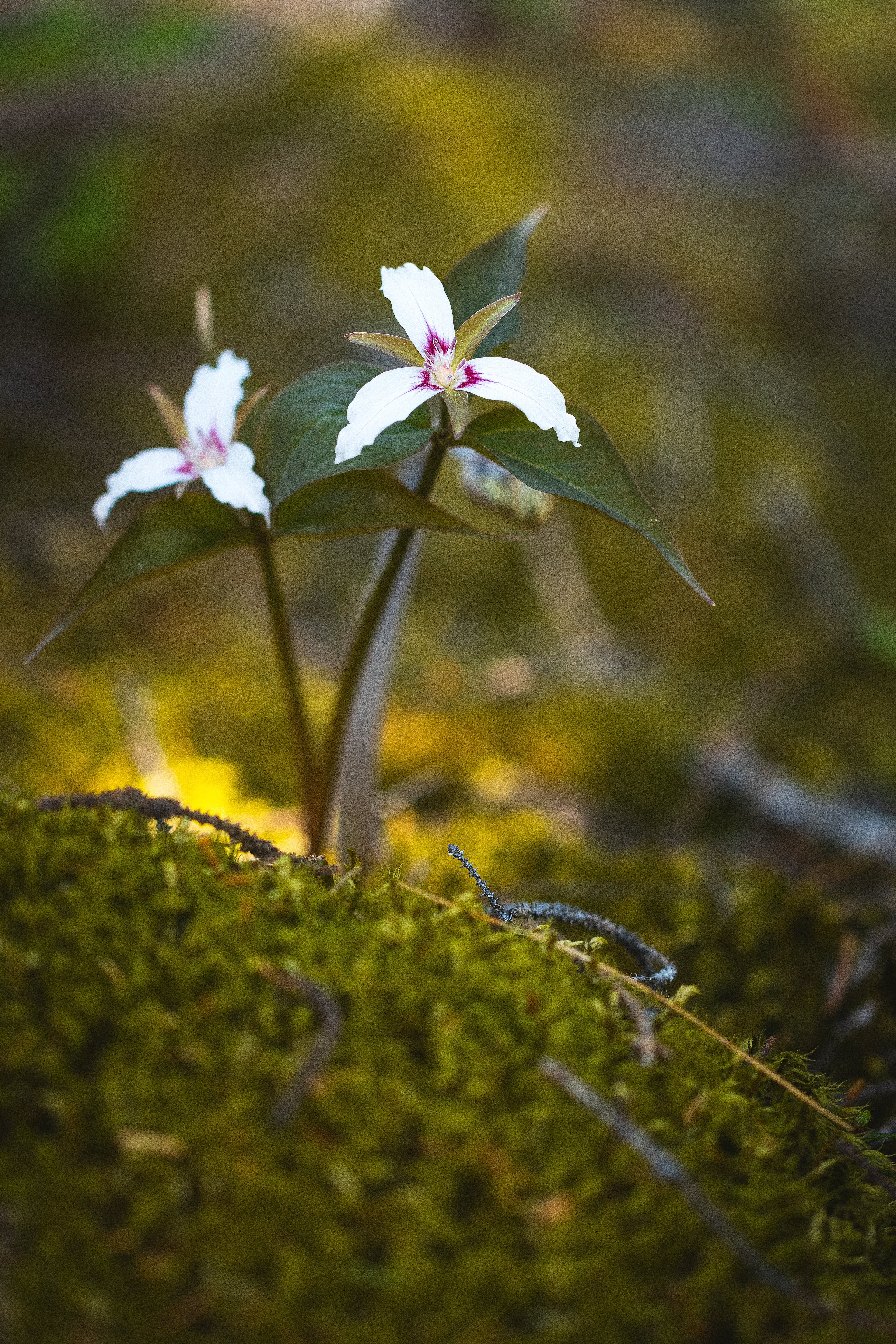 Trillium undulatum