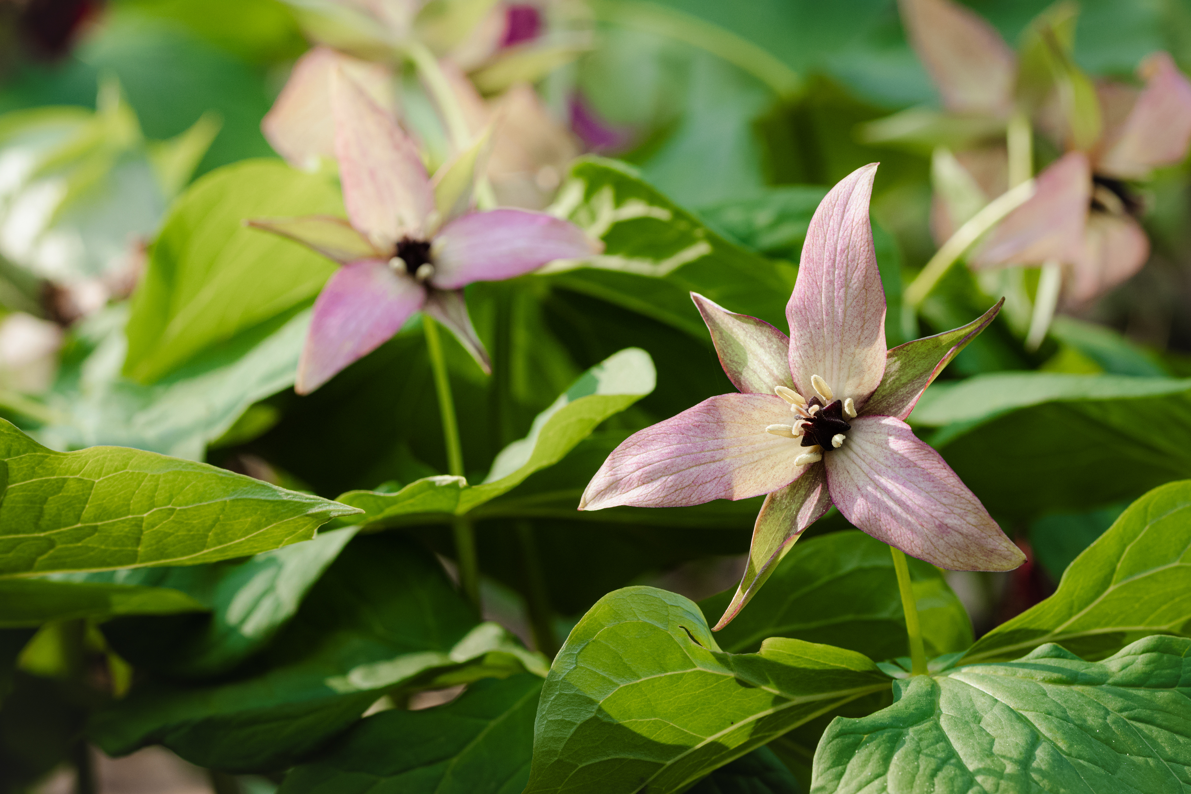 Tillium erectum