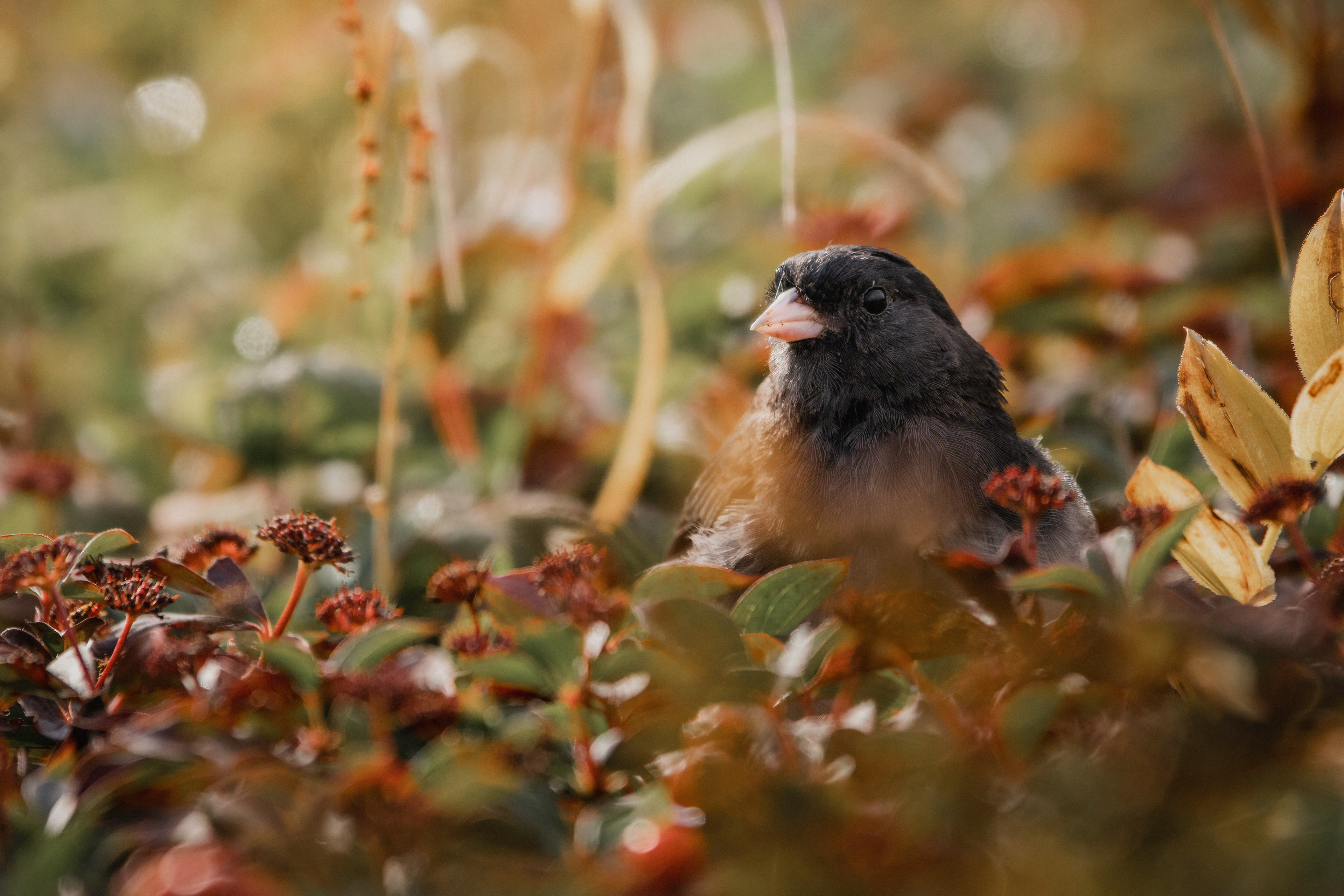 Junco ardoisé