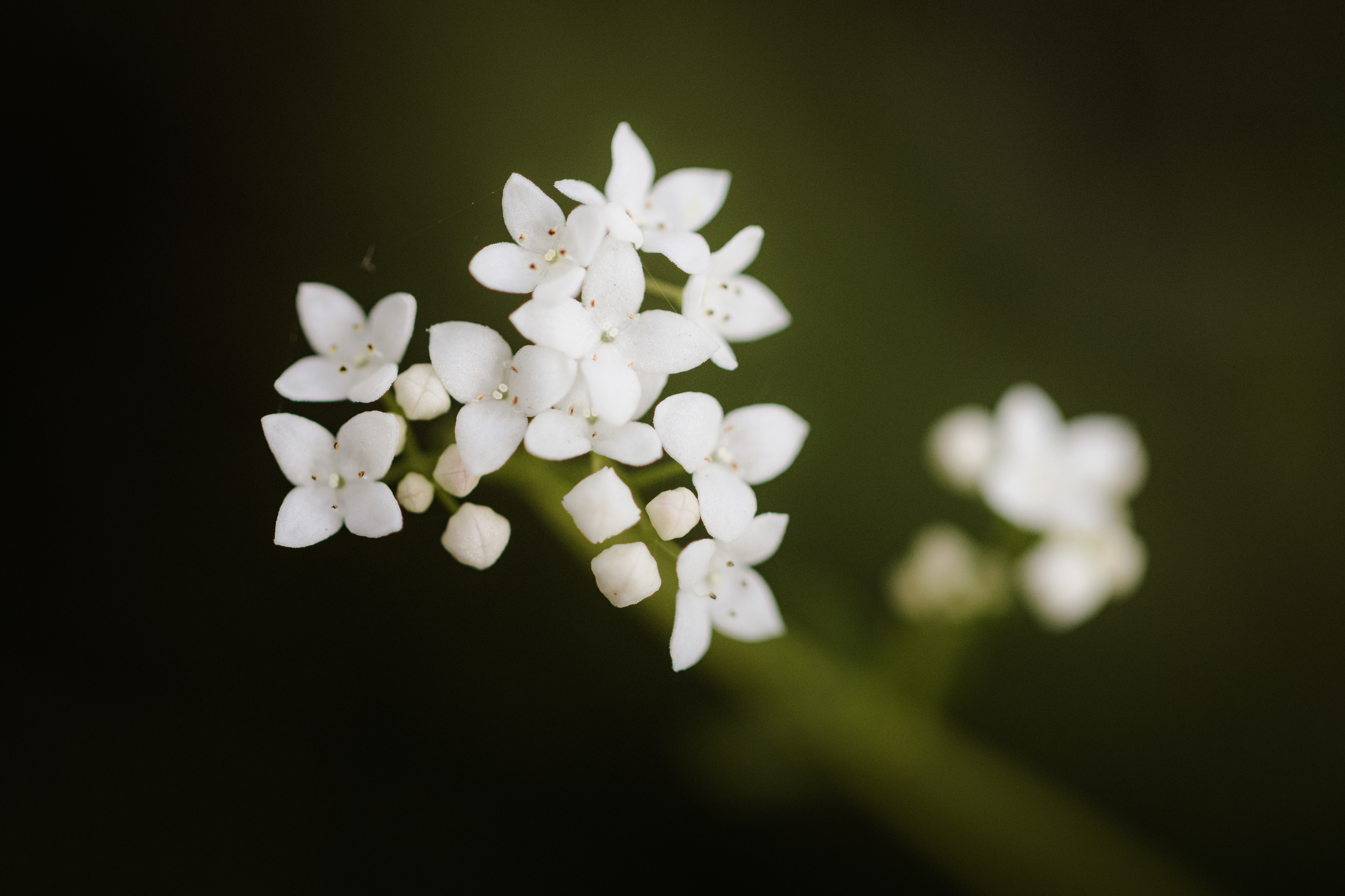Galium palustre