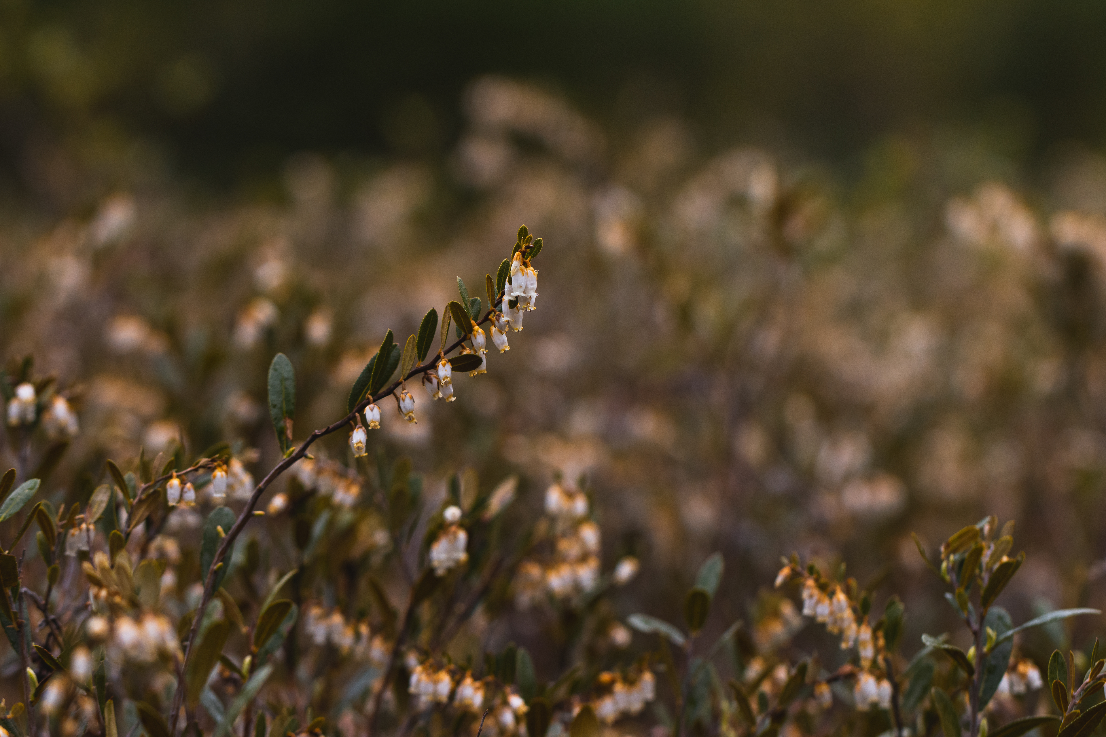 Chamaedaphne calyculata