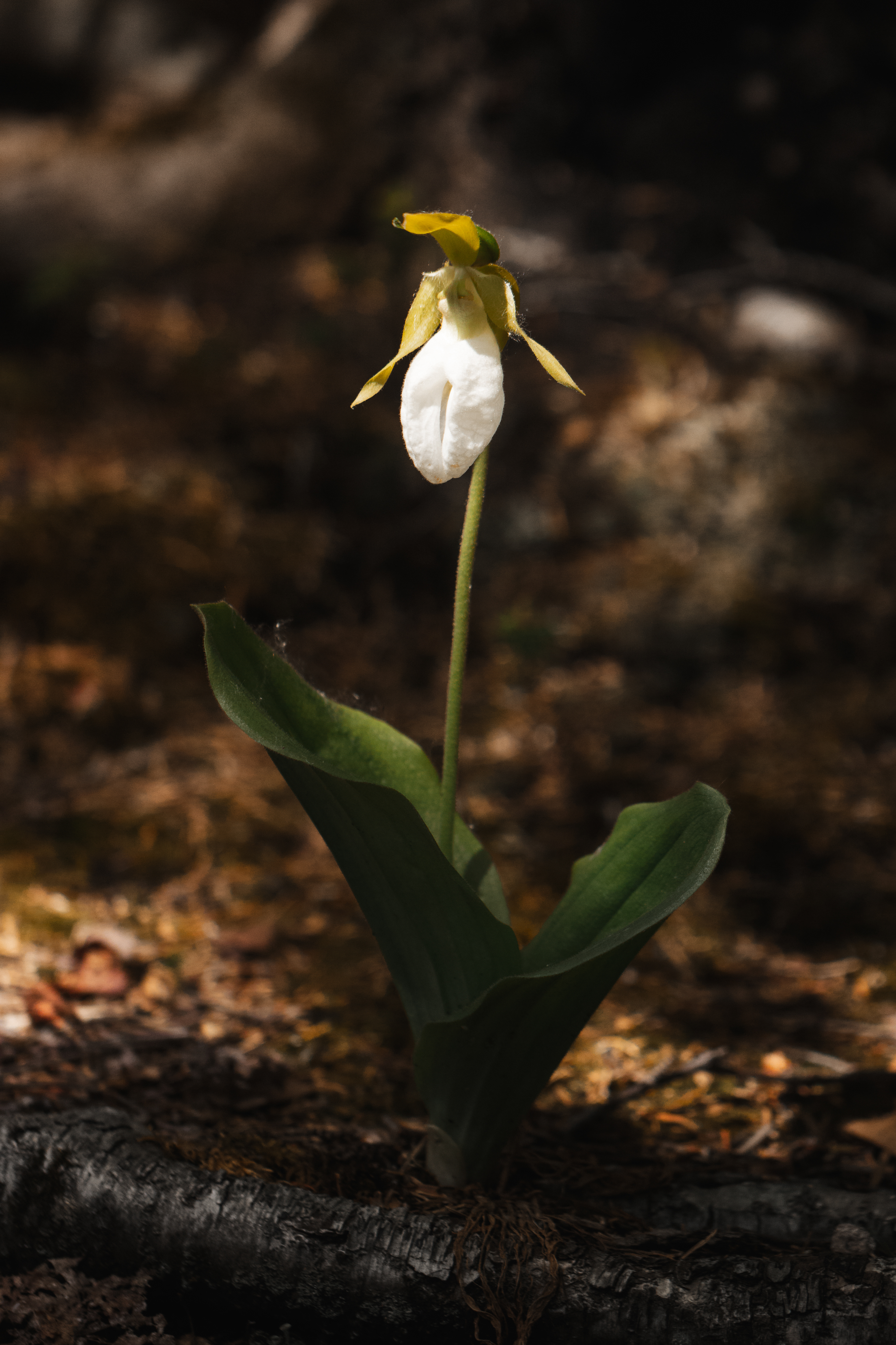 Cypripedium acaule